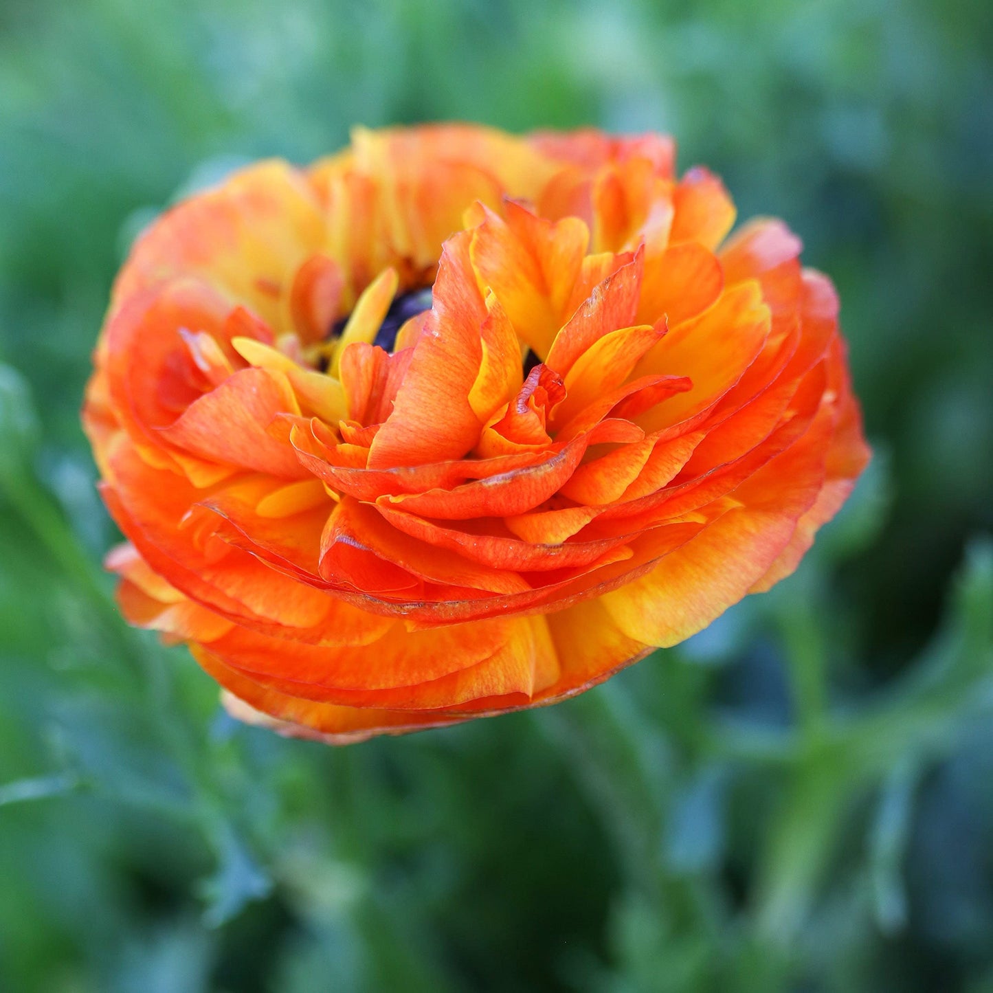 Easy to Grow Ranunculus Tecolote Picotee Mix 10 Flower Bulbs - Spring Bicolor Picotee Blooms in Sun, Carlsbad Flower Fields, Great for Cutting