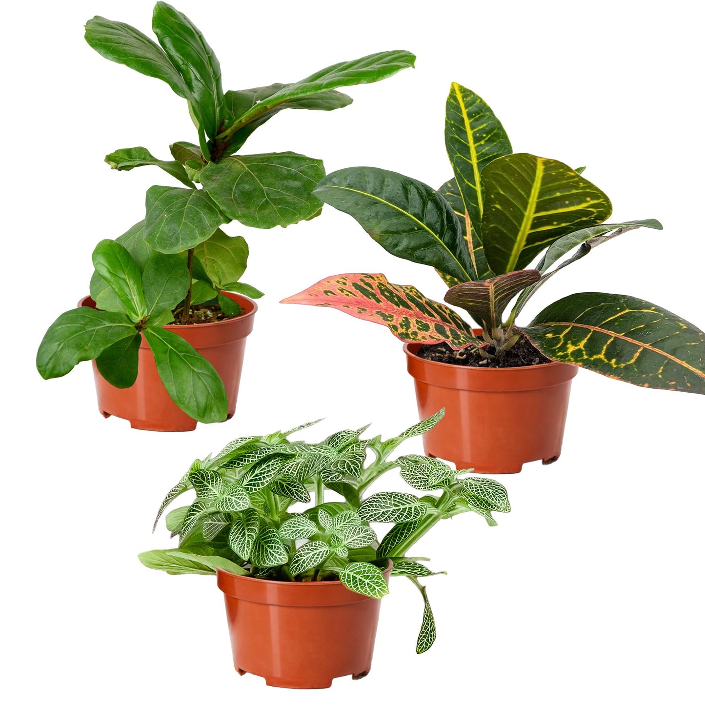 Easy to Grow Houseplants Mix Pack of 3 Full Size Potted Plants - Established & Rooted in 4" Quart Pots, Growers Assorted Mix of Air-Purifying Large Plants (Not Starter Plugs)
