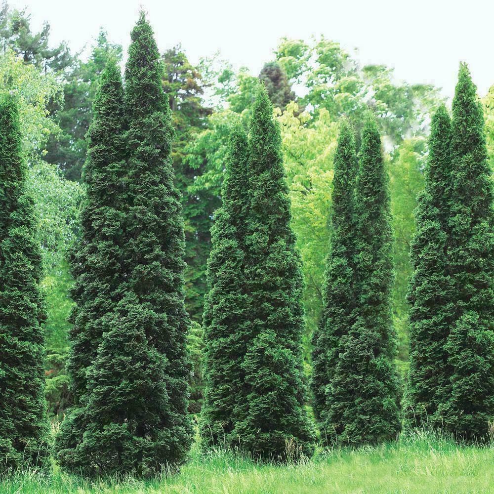 Live Plant - 25 Thuja Green Giant Arborvitae Trees/Shrubs, 6-12" Tall Live Plants, 2.5" Pots