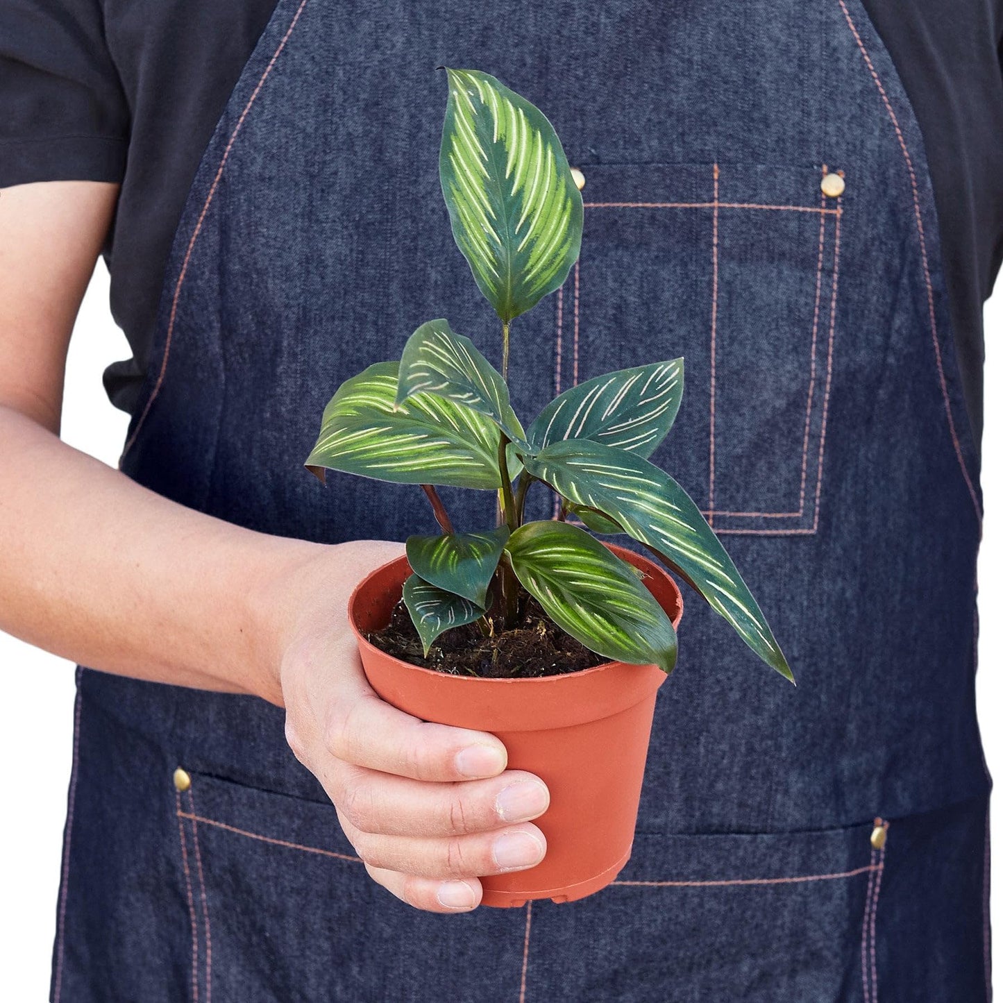 4 Pack Calathea 'Beauty Star' in 4in Pot - Live Plants Tropical Houseplants | Variegated | USA Growers | The Snobby Leaf