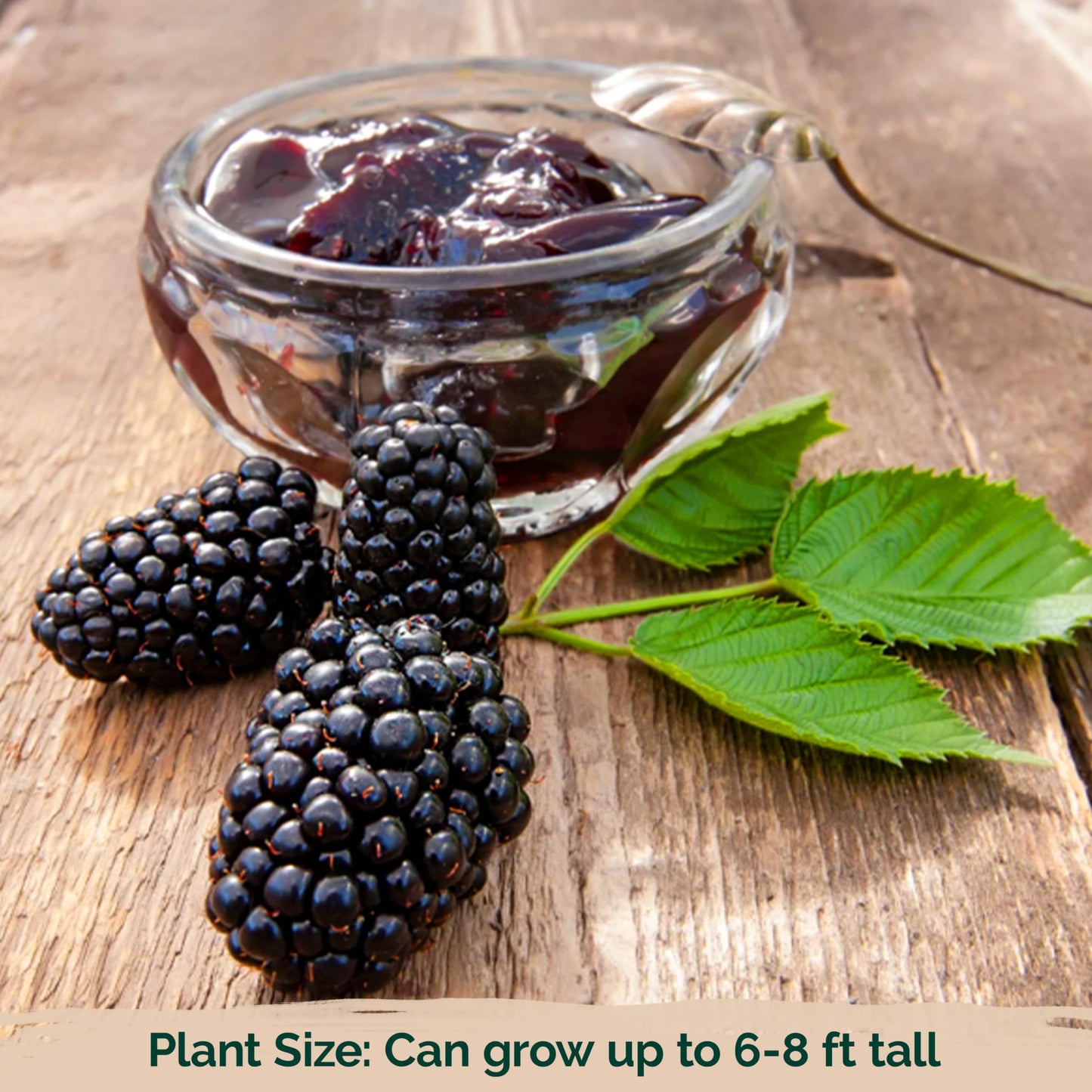 KVITER 600 Giant Thornless BlackBerry Seeds (Rubus Fruticosus) – Triple Crown BlackBerry Bush Seed, Huge & Sweet Organic Fruit Berries – Blackberries Heirloom Seeds for Outdoor Garden & Containers