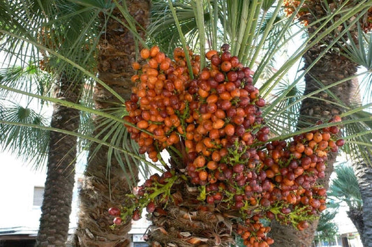 10 Medjool Date Palm Seeds, Pits, Phoenix dactylifera Large Fruit Mejhool Dates