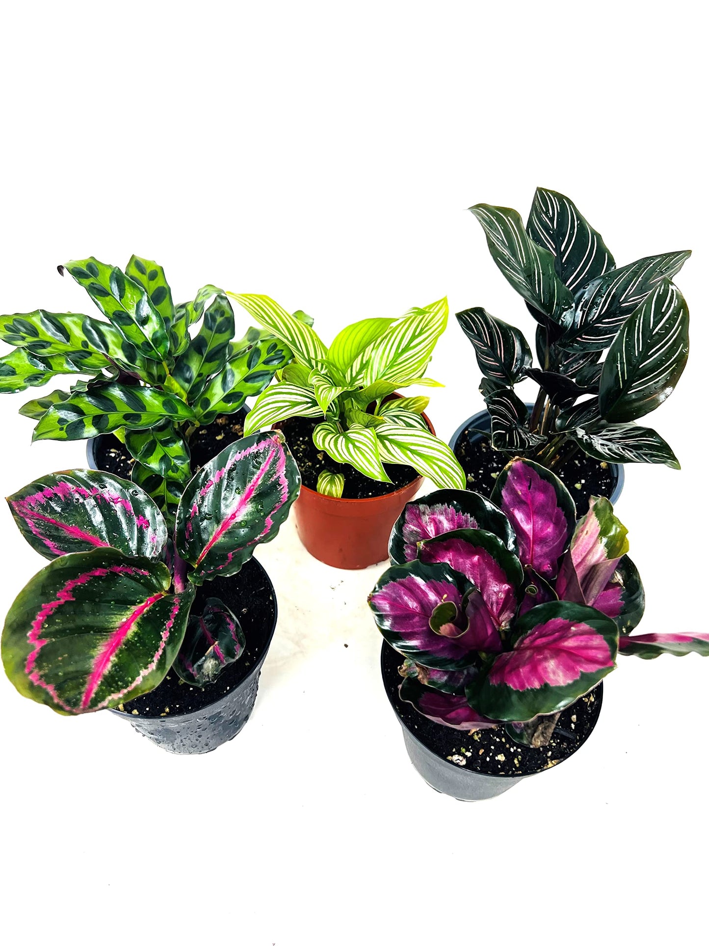JM BAMBOO Calathea Party of 2 Live Plants 'Unique by JMBamboo'