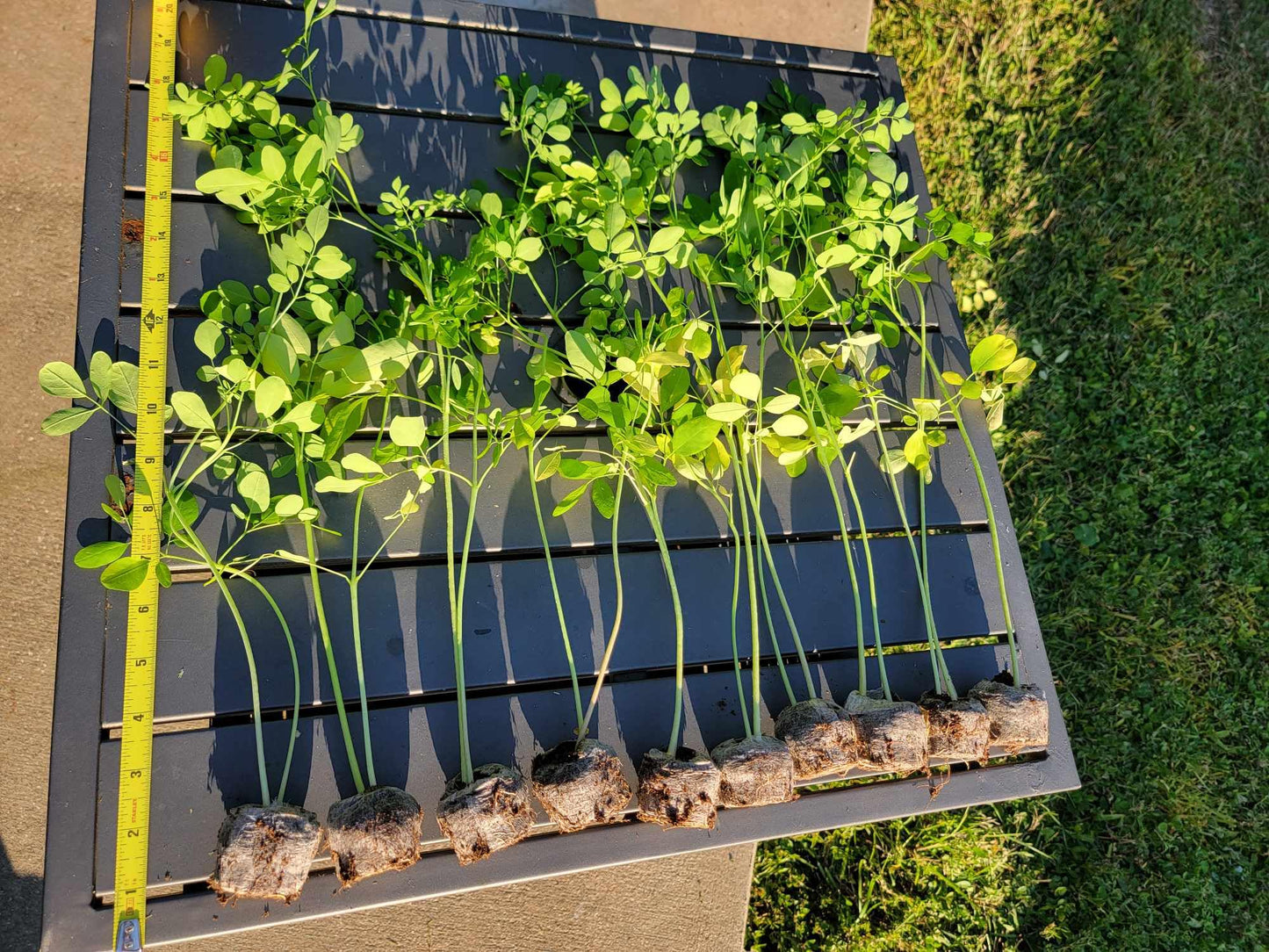 Moringa Tree Live Moringa Plant with Moringa Seeds, Non GMO, Organically Grown Moringa Tree Seedling with Moringa Seeds, Live Moringa Plant