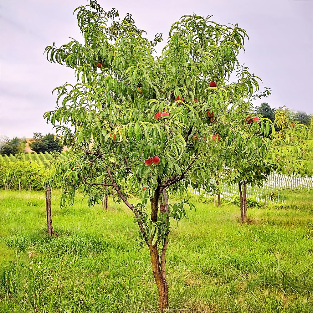 Red Haven Peach Tree, Freestone Pit, Heavy-Bearing, Cold Hardy, 1 gal Nursery Pot, 1-2 ft Tree Height (Due to Agricultural Laws, we Cannot Ship to CA, AZ, AK, or HI), 2 Trees