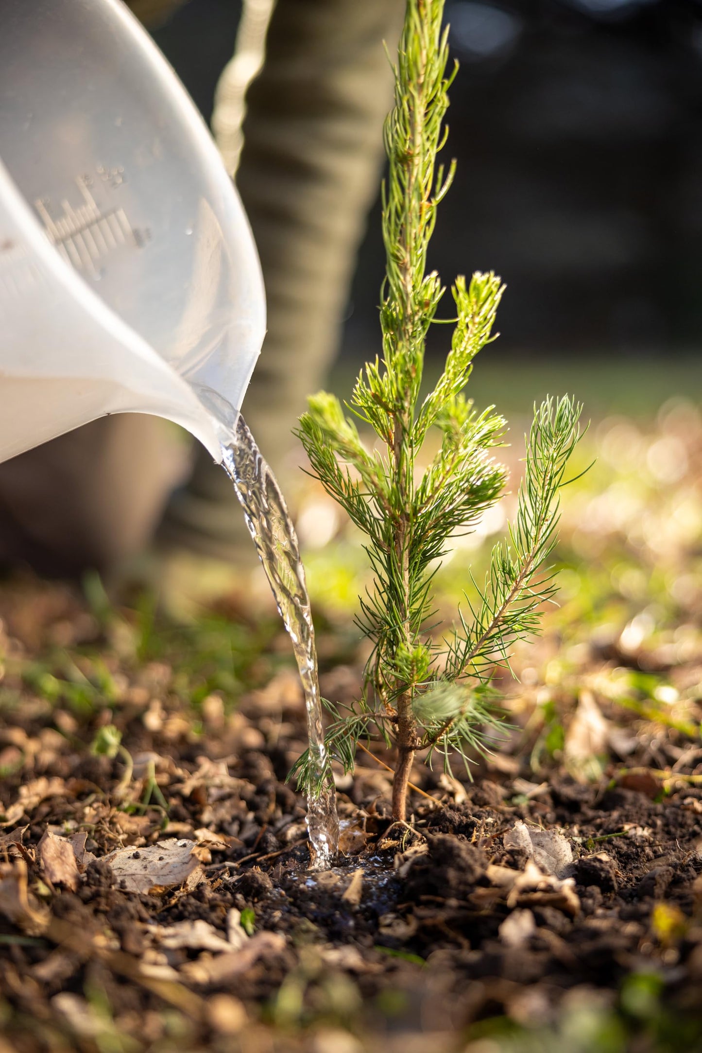 White Spruce Live Tree Seedling Plugs | 6"-12" | Arbor Day Foundation (3-Pack)