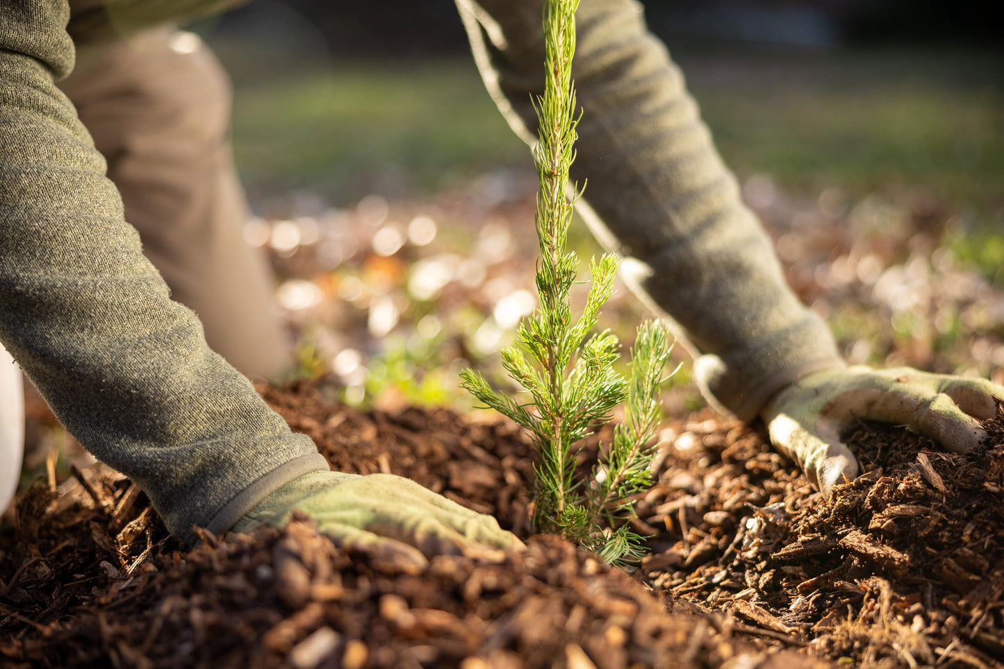 Black Spruce Live Tree Plug Seedlings | 6"-12" | Arbor Day Foundation (5-Pack)