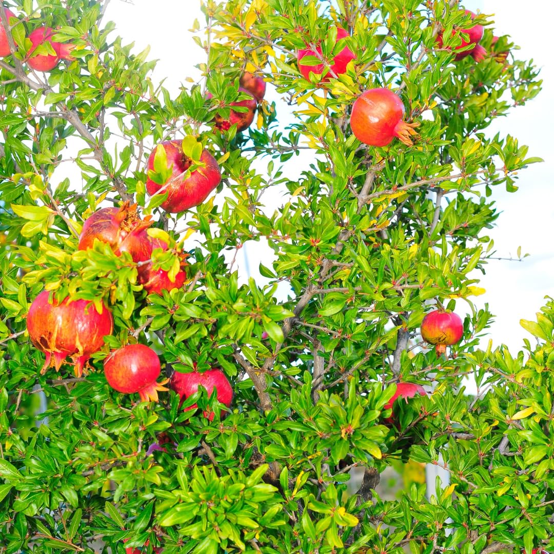 Sweet Pomegranate Tree Live Plant, 4" Potted Cold Hardy, Seedlings Pomegranate Tropical Flavor Fruit for Spring Planting