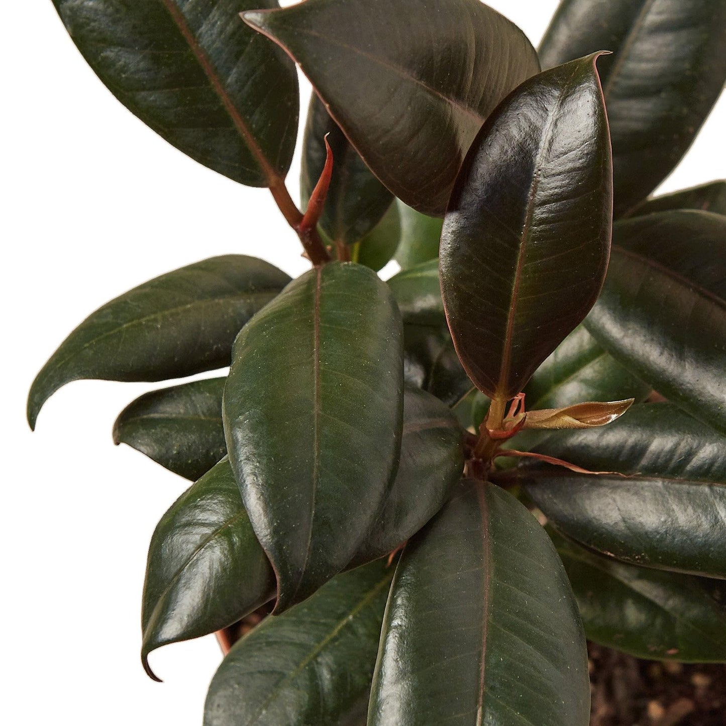 5 Pack Ficus Elastica 'Burgundy' in 4in Pot - Live Plants Tropical Houseplants | Variegated | USA Growers | The Snobby Leaf