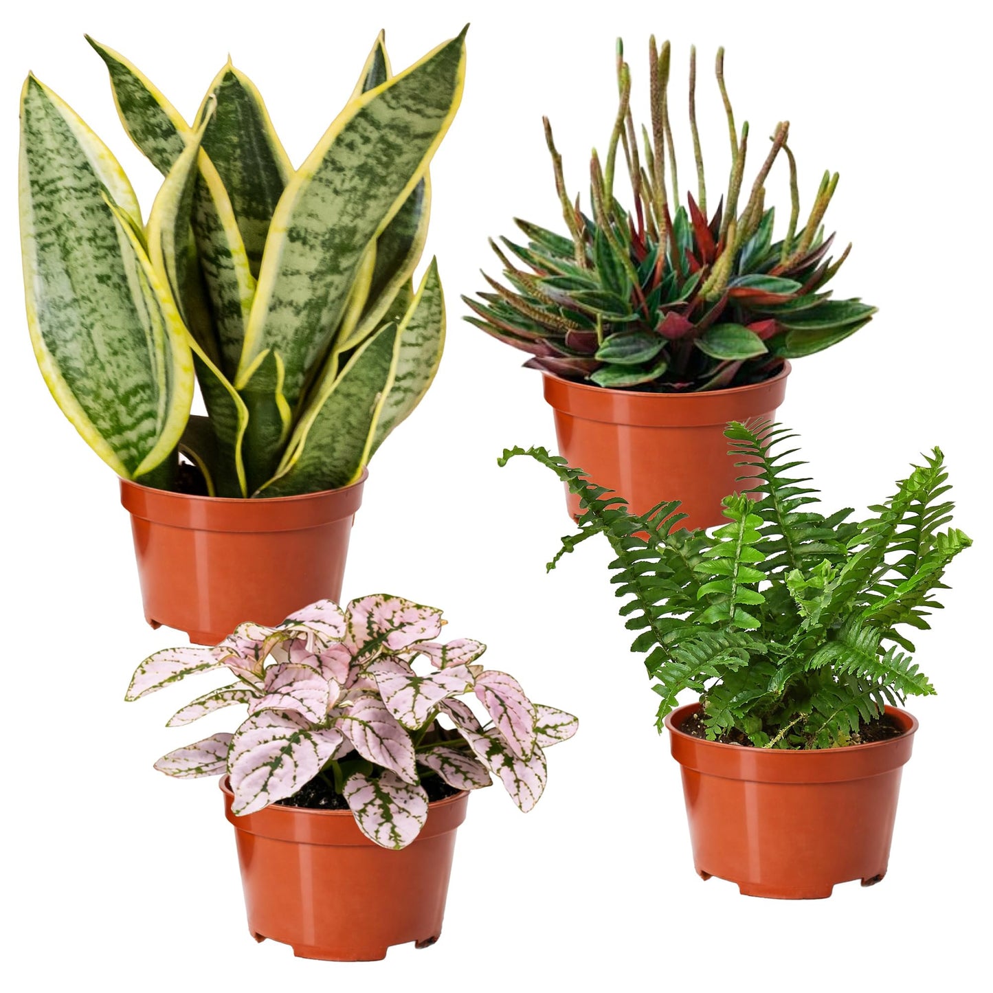 Easy to Grow Houseplants Mix Pack of 3 Full Size Potted Plants - Established & Rooted in 4" Quart Pots, Growers Assorted Mix of Air-Purifying Large Plants (Not Starter Plugs)