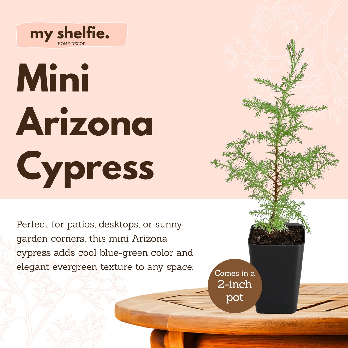 My Shelfie – Arizona Cypress Bonsai Starter Tree (Cupressus arizonica), Live Evergreen Plant for Indoor or Outdoor Bonsai Forest Garden, Home & Living Room Décor (3)