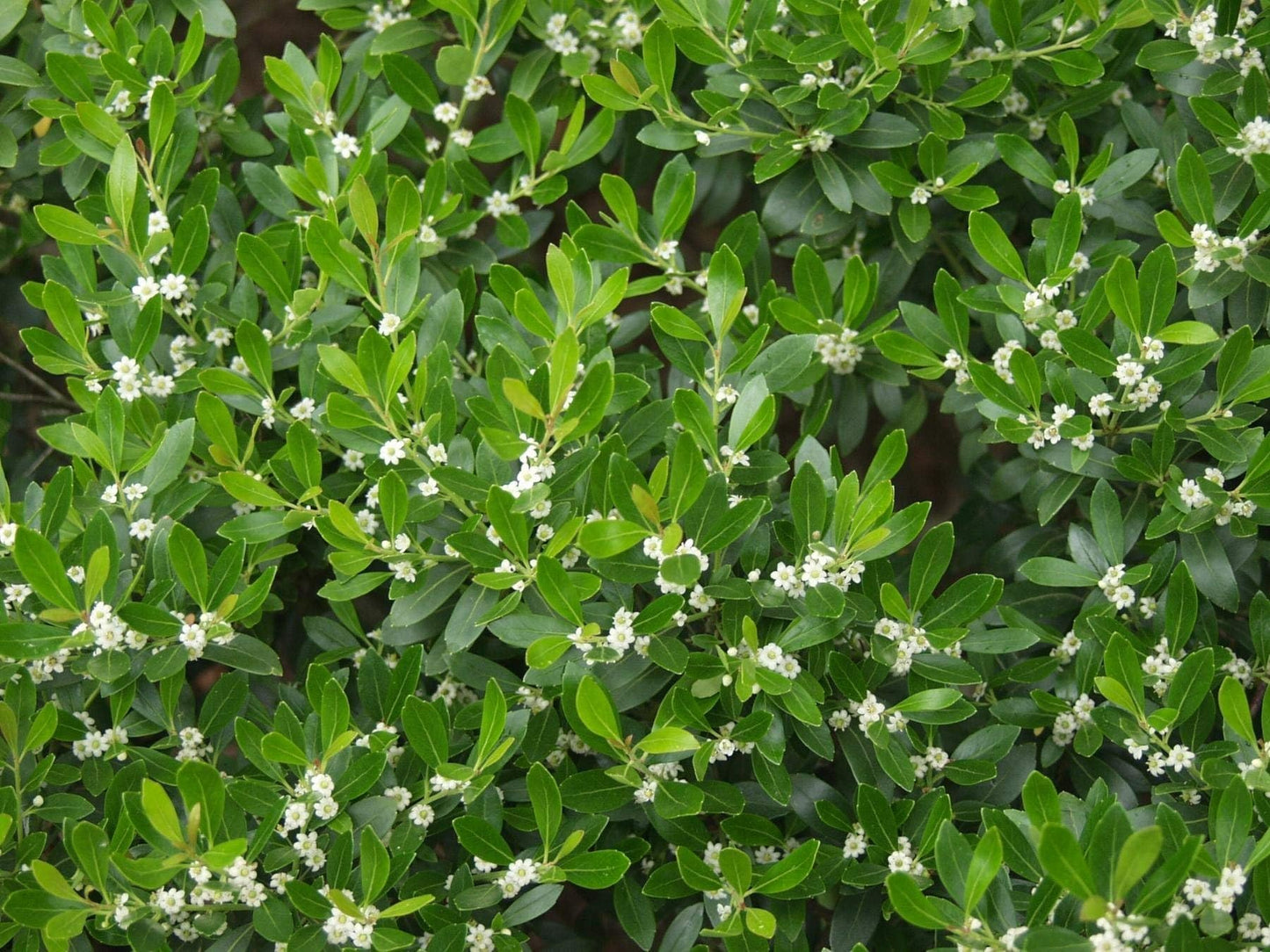 Inkberry Holly Shrub | Ilex Glabra | 20 Live Plants | Cold Hardy | Excellent Border Shrub & Foundation Hedge