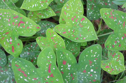 12 Galaxy Caladium Bulbs for Planting - Perennial Hosta, Elephant Ears, Fancy (12 Bulbs)