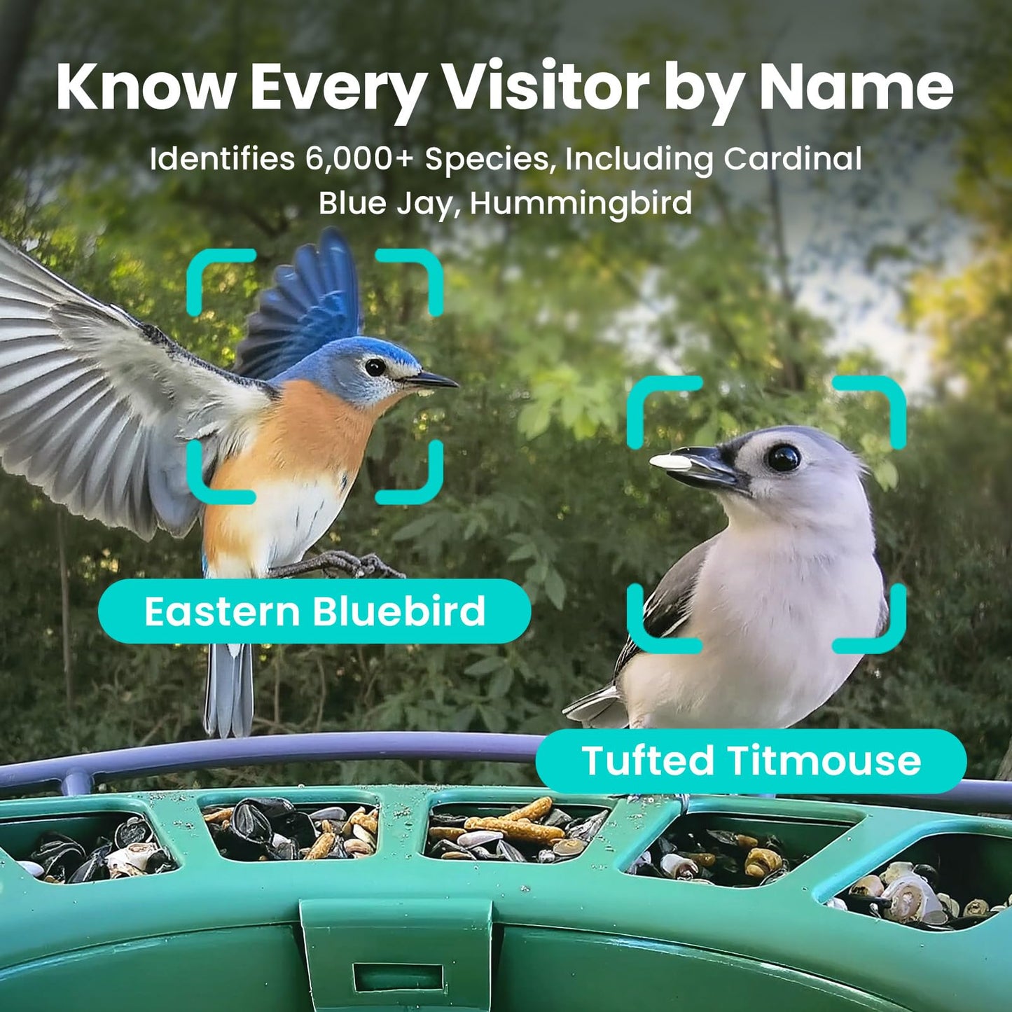 Birdfy 2 Smart Bird Feeder with Camera, Dual-Lens (2K+1080P) Camera for Live Streaming & Close-Up Photos, AI Identifies Bird Species, Solar-Powered Backyard Birdwatching Gift