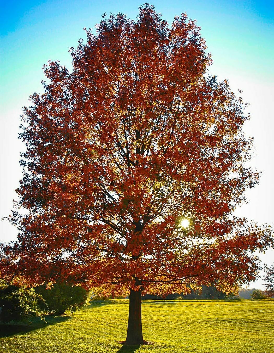 Live Plant - Pin Oak Tree - 12-18" Tall Live Plant, 4" Pot - Ships Potted - Quercus palustris