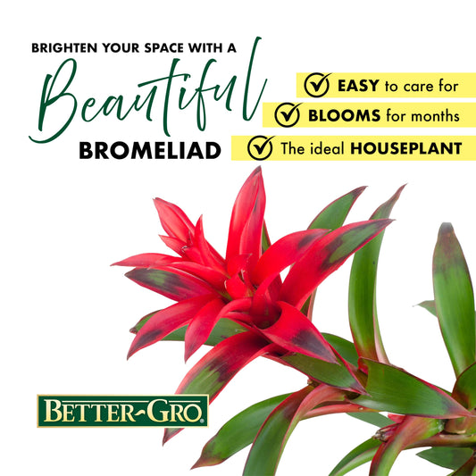 Better-GRO Bromeliad Hanging Kokedama – Indoor/Outdoor Decorative Planter, Low Maintenance Houseplant, Unique Home Decor - 12” Tall