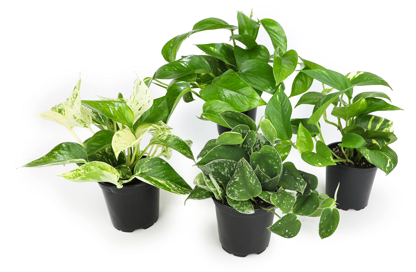 Money Tree Plant Indoor House Plants, Chinese Money Plant Decor, Bonsai Tree Feng & Live Pothos Plants (4PK) Indoor Plants Live Houseplants, Pothos Live Plant House Plants Indoors Live Plants