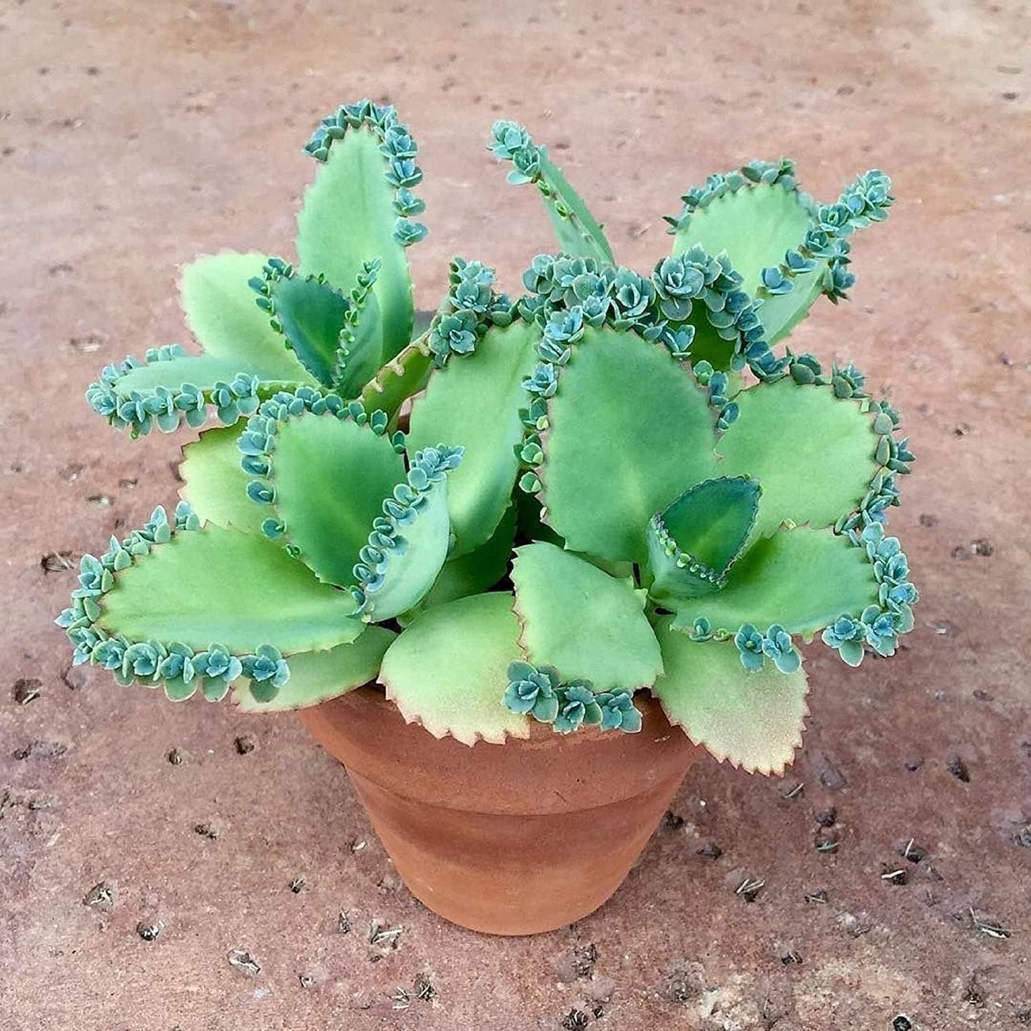 Mother of Thousands Live Plant –Medium Adult in 2 Inch Pot - Kalanchoe Succulent with Baby Plantlets – Easy Care Indoor Succulent Houseplant