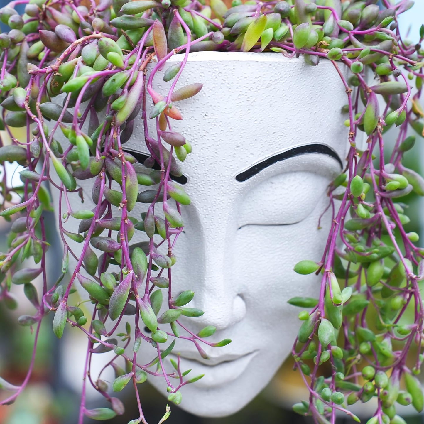 Sprout N Green 4" Ruby Necklace with White Stripe Pot, Live Othonna capensis L.H.Bailey Succulent, Purple Hanging Trailing House Plant for Home Office Wedding Decoration DIY Project Party Favor
