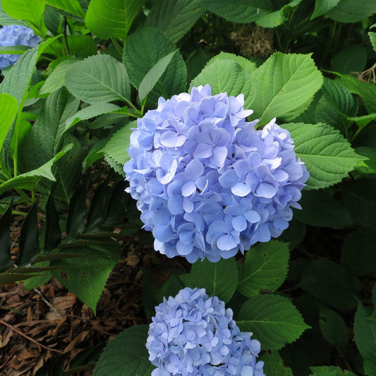 PERFECT PLANTS Penny Mac Hydrangea Live Plant, Includes Care Guide