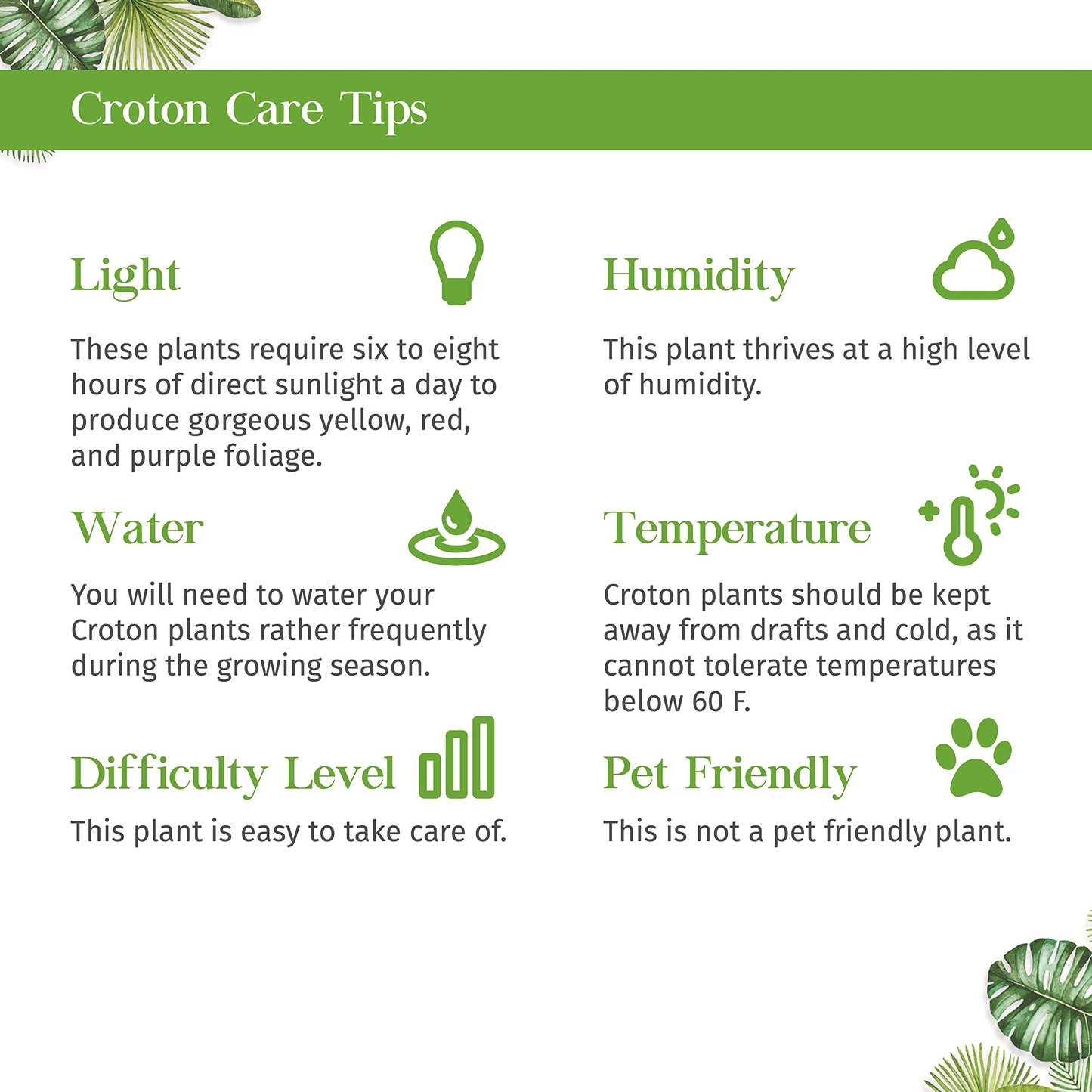 Croton 'Gold Dust' Live Plant for Indoor | Different Houseplants in 4'' & 6'' Pot | Real House Plant for Living Room, Office, Desk & Bathroom | Codiadeum variegatum | Gold Dust