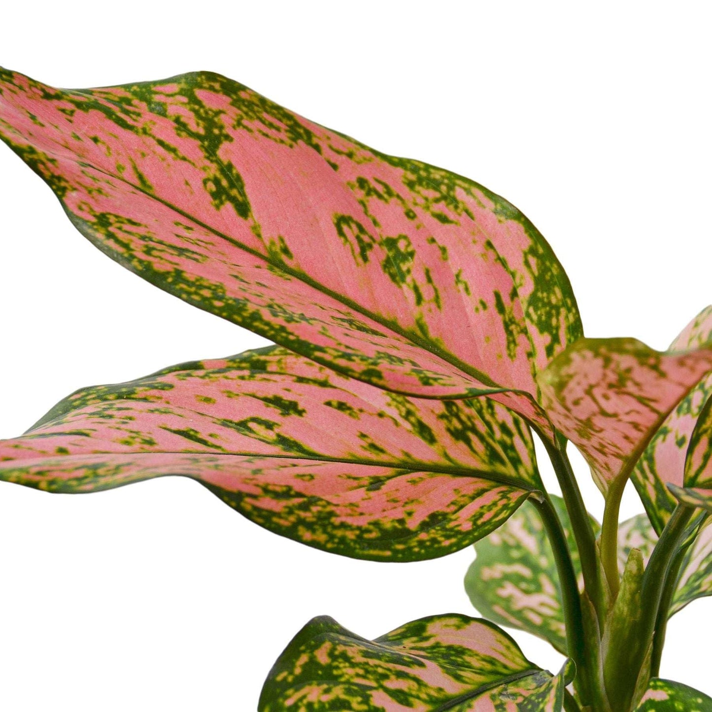 Chinese Evergreen Lady Valentine Live Plant for Indoor | Different Houseplants in 4'' & 6'' Pot | Real House Plant for Living Room, Office, Desk & Bathroom | Aglaonema