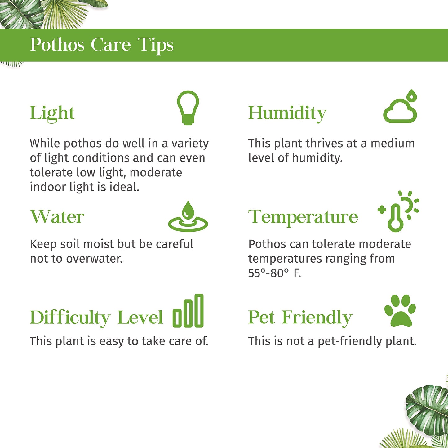 Pothos Satin Live Plant for Indoor | Different Houseplants in 4'' & 6'' Pot | Real House Plant for Living Room, Office, Desk & Bathroom | Silver Vine | Scindapsus Ictus Argyraeus