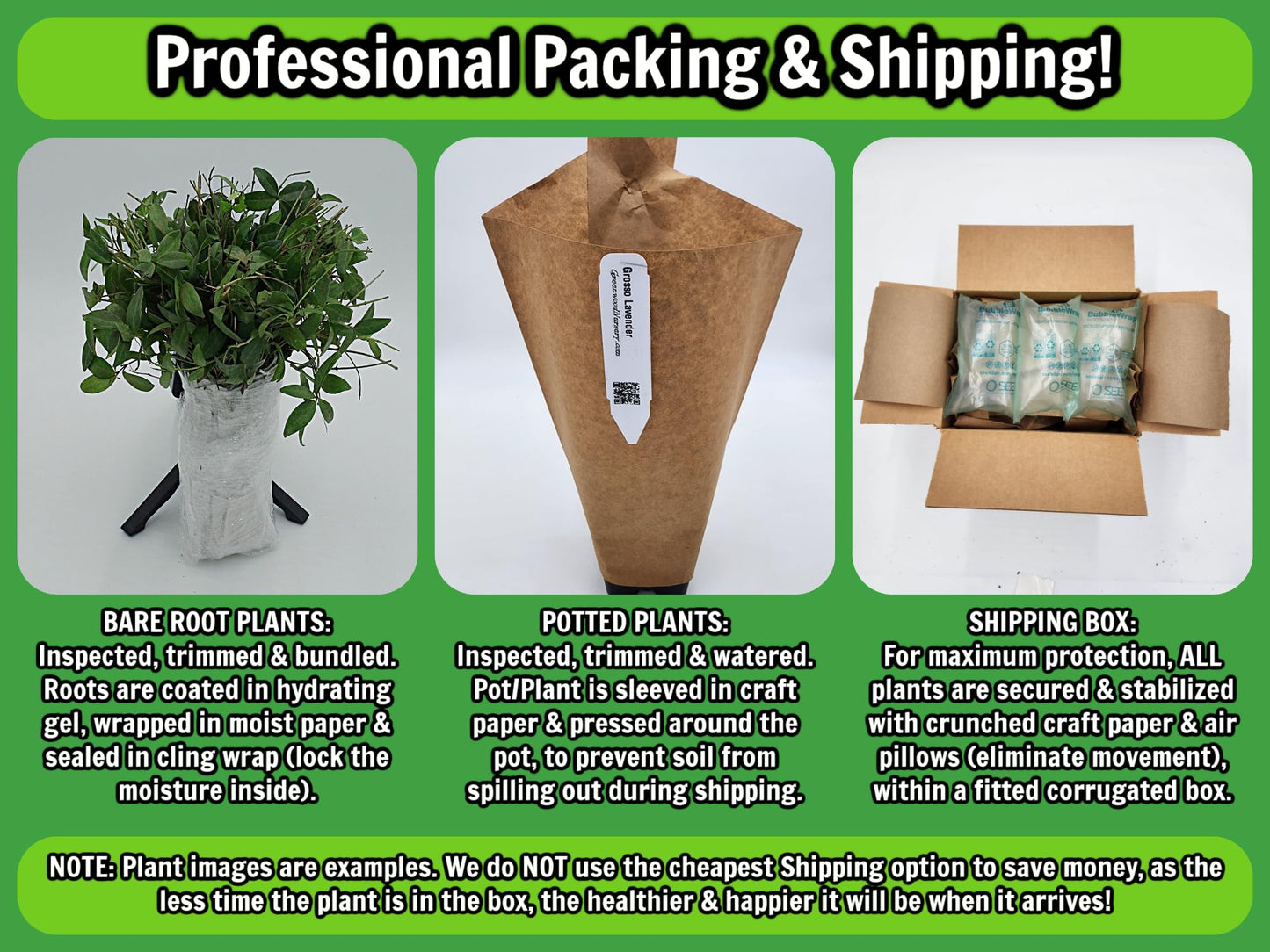 Greenwood Nursery: Live Trees - Nellie R. Stevens Holly Tree + Ilex X - [Qty: 1x 2.5 Pot] - (Click for Other Available Plants/Quantities)