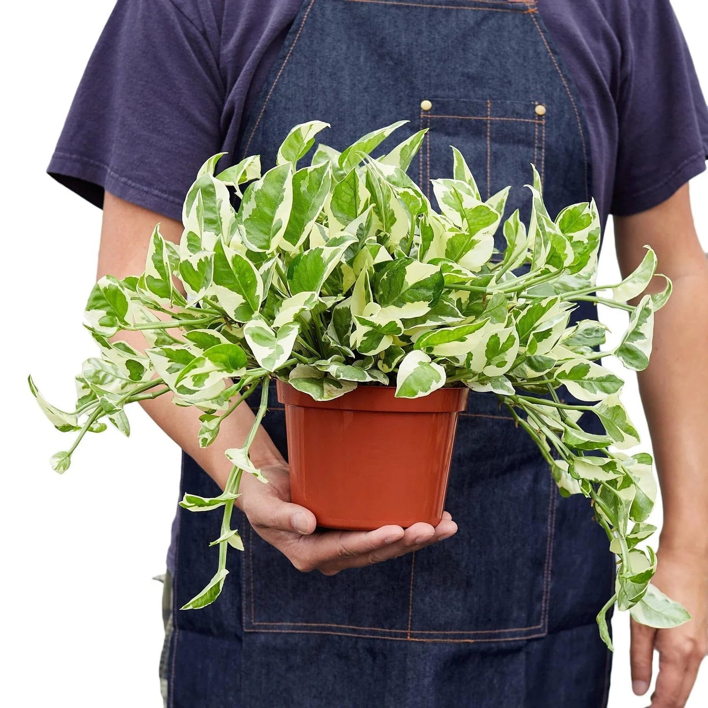 Pothos 'N'joy' | Live Plant for Indoor & Outdoor | for Living Room, Office, Bathroom | (6" Pot)
