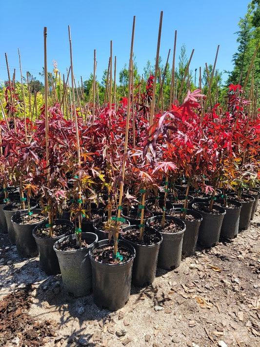 Emperor 1 Red Japanese Maple - Live Plant - (2.5 QT)