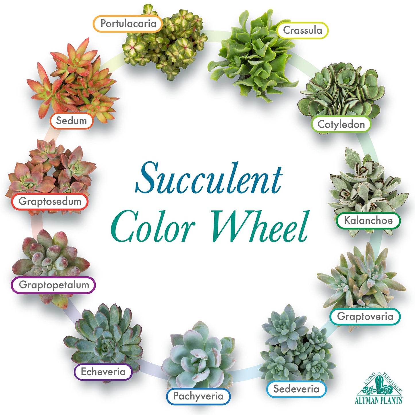 Altman Plants Deluxe Live Succulents (12 Pack), 6 Unique Varieties in Sets of 2, Assorted Colors & Shapes, Easy Plant Care, 2 in Pots