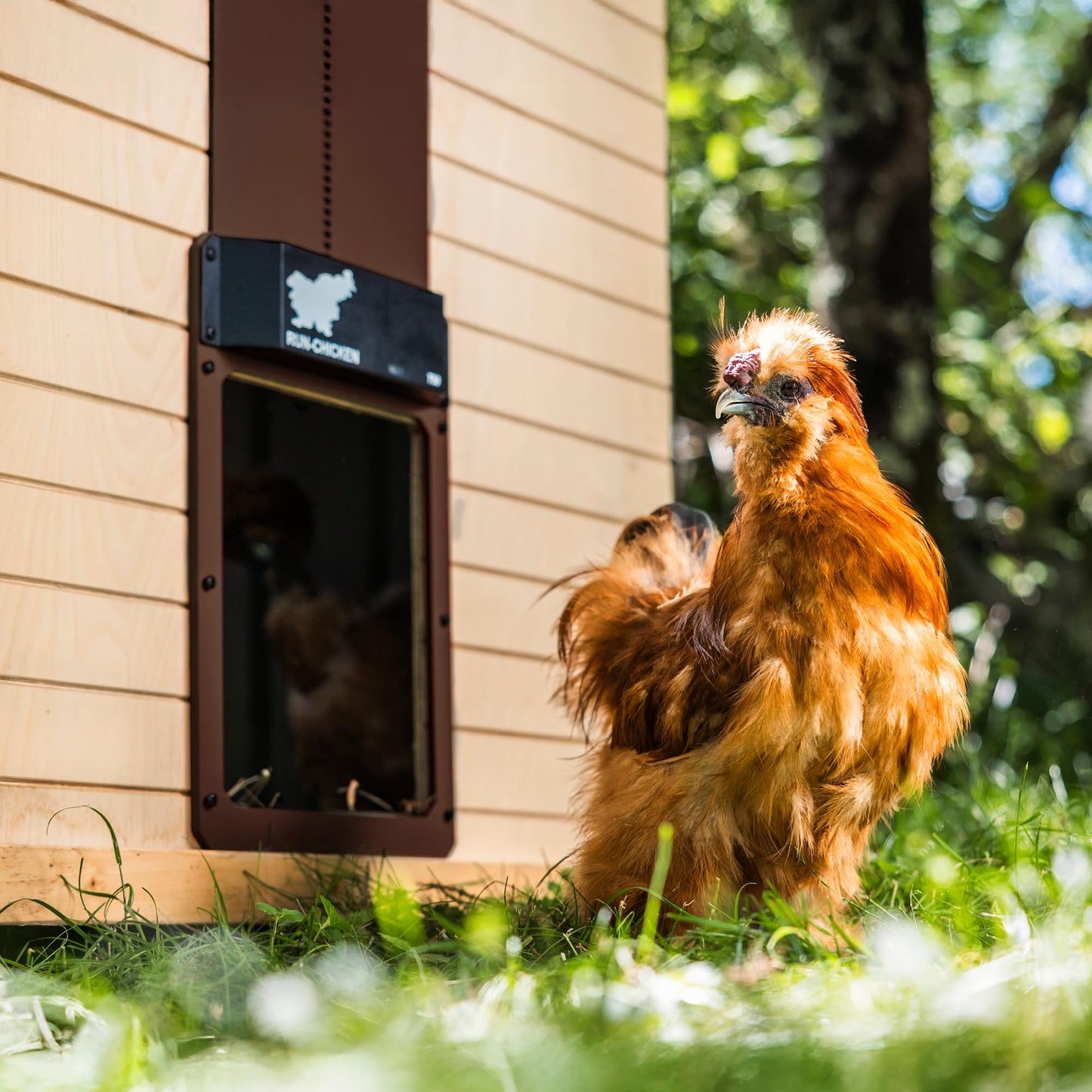 RUN-CHICKEN Door T50 – Automatic Chicken Coop Door Opener, Battery Powered & Weatherproof Aluminum, Smart App & Timer Control, Predator Proof, Easy Install, Reliable All-Season Performance (Brown)