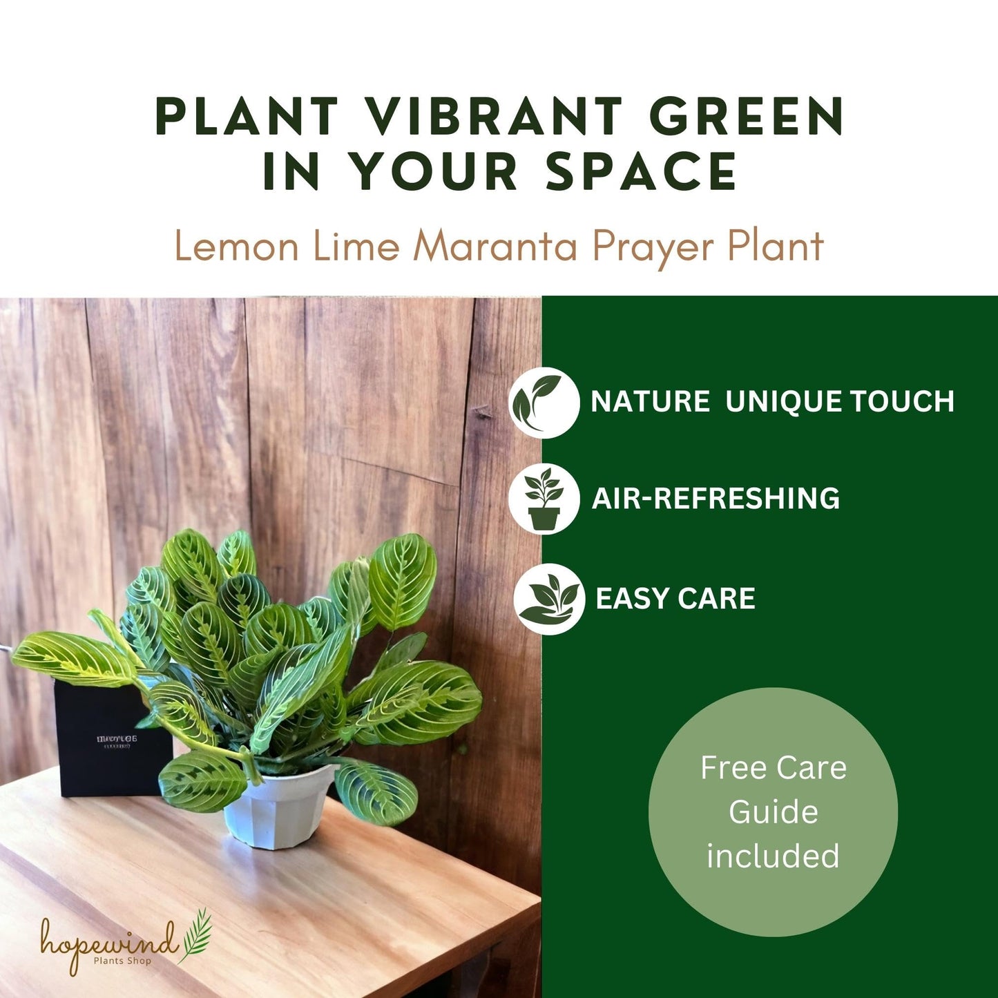 Live Plant, Lemon Lime Maranta Prayer Plant, Pet Friendly, Air Purifying Plant, Easy Care, Easy to Grow Live Indoor Plant, Houseplant, Rare Indoor Plant, Home Décor 4.7" Pot by Hopewind Plants Shop