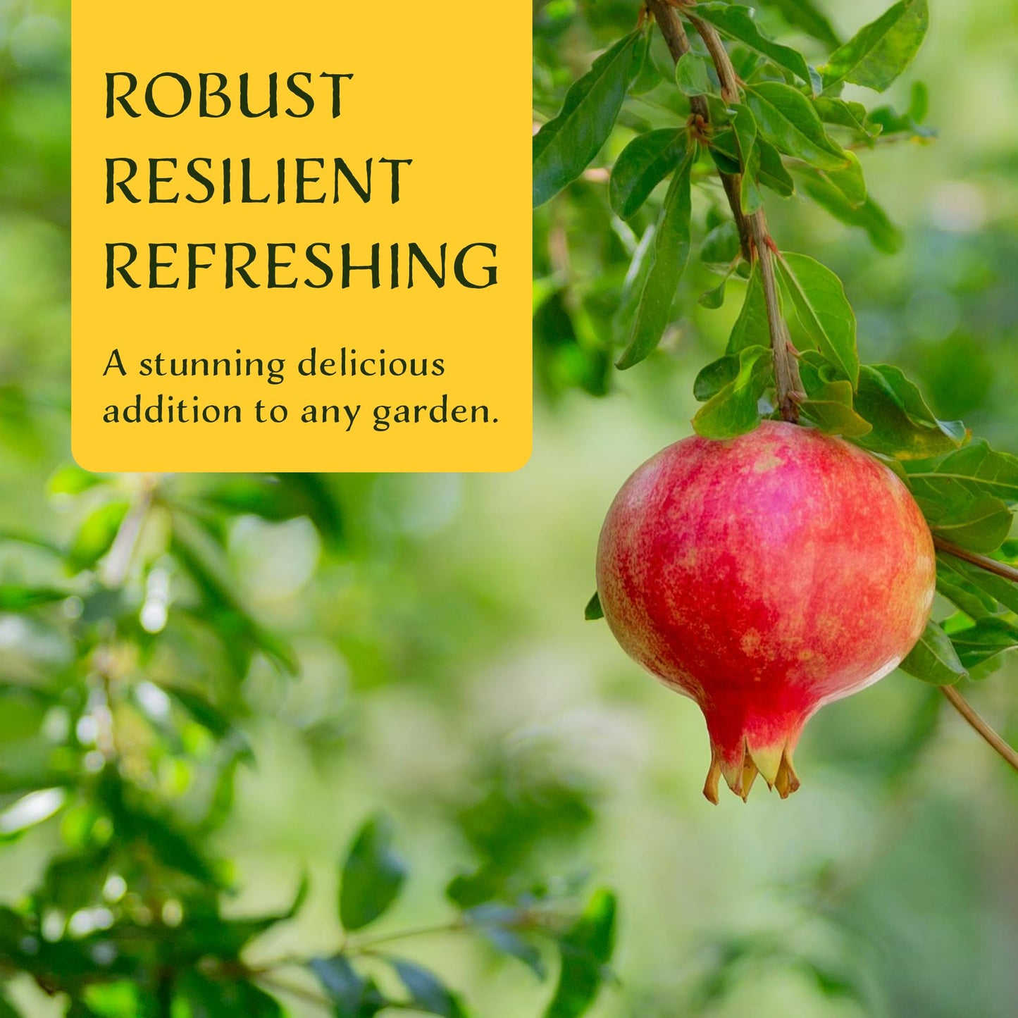 1 Pomegranate Wonderful Tree | Live Sapling in 2.5-inch Nursery Cube | Punica Granatum 'Wonderful' Variety | Hardy Deciduous Trees and Shrubs | Red Fruit-Bearing Plant