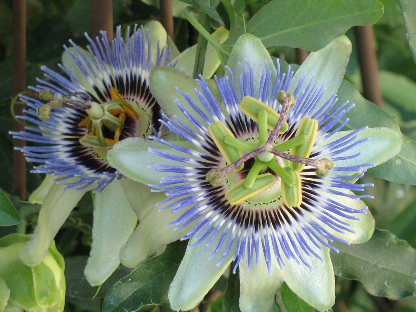 Passion Fruit Plant - 10 Live Plants in 4 Inch Growers Pots - Edible Fruit Bearing Vine for The Patio and Garden