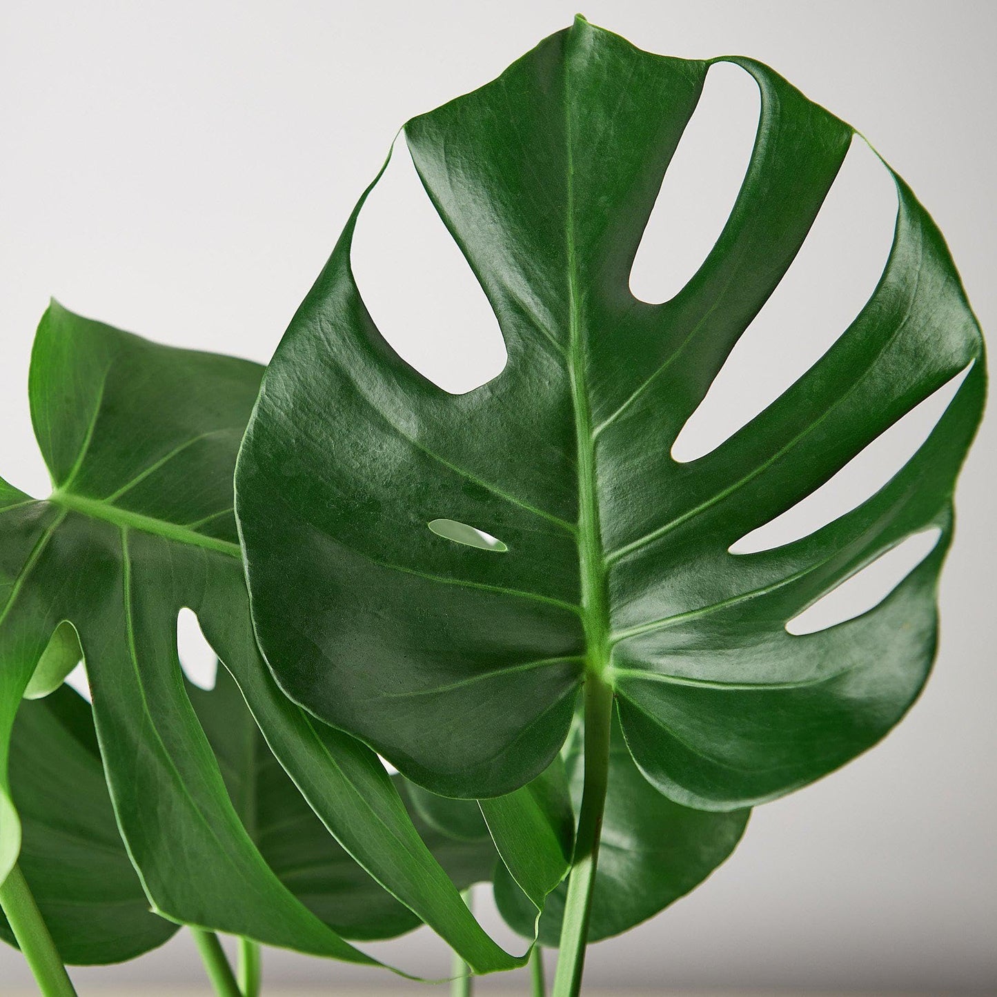 9 Pack Philodendron Monstera Split-Leaf in 6in Pot - Live Plants Tropical Houseplants | Variegated | USA Growers | The Snobby Leaf