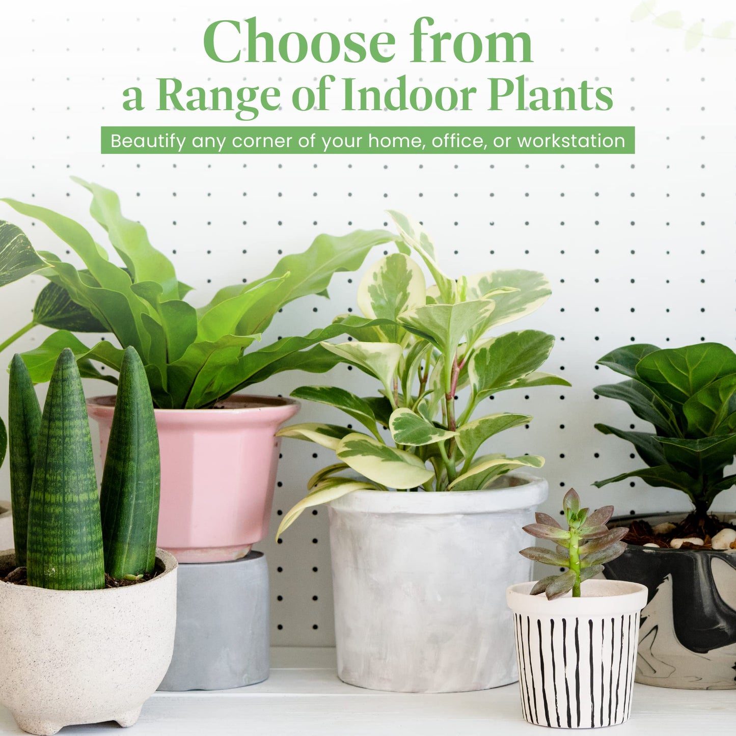 American Plant Exchange Calathea Rattlesnake – 6-Inch with Pot Cover – Live Pet-Friendly Indoor Houseplant with Wavy Green Leaves for Low-Light Homes, Offices, Bedrooms & Shelf Décor