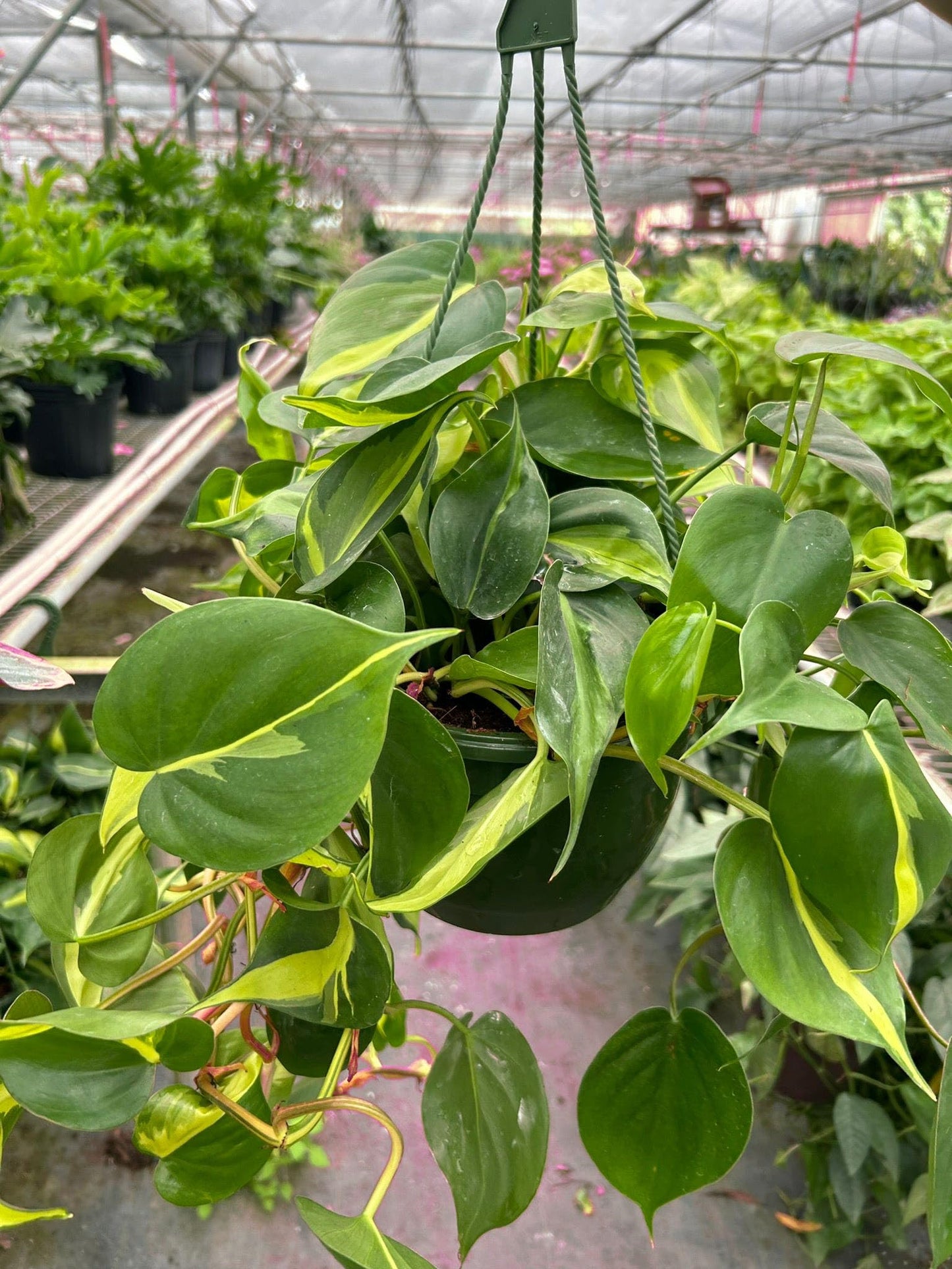 2 Pack Philodendron 'Brasil' in 6in Pot - Live Tropical Houseplant - Easy to Grow | Air Purifying | Variegated | USA Growers | The Snobby Leaf