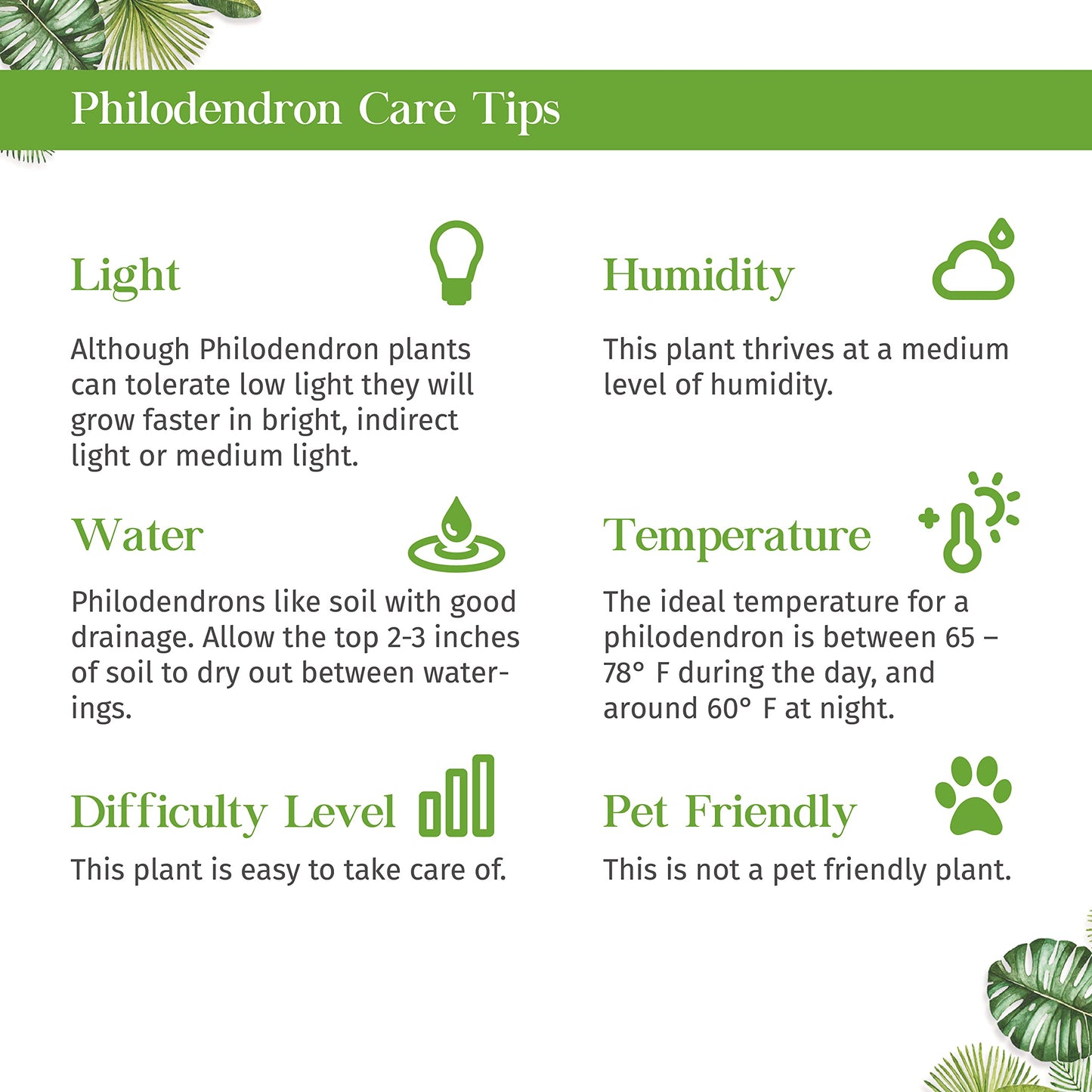 Philodendron Painted Lady Live Plant for Indoor | Different Houseplants in 4'' & 6'' Pot | Real House Plant for Living Room, Office, Desk & Bathroom | Emerald Queen Plant