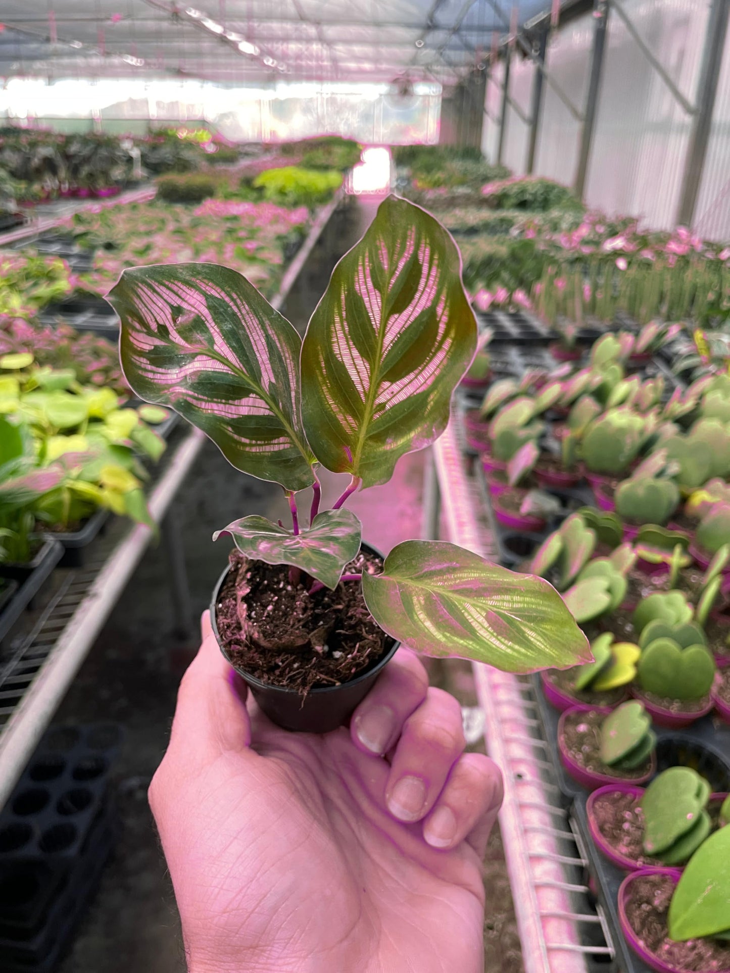 6 Pack Calathea 'Makoyana' in 4in Pot - Live Tropical Houseplant - Easy to Grow | Air Purifying | Pet Friendly | Variegated | USA Growers | The Snobby Leaf