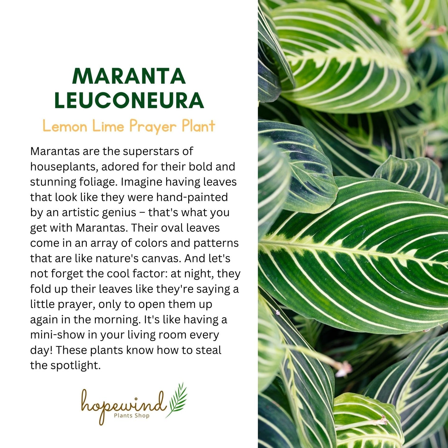Live Plant,2Lemon Lime Maranta Prayer Plant, Pet Friendly, Air Purifying Plant, Easy Care, EasytoGrow Live Indoor Plant, Houseplant, Rare Indoor Plant, Home Décor 4 inch Pot by Hopewind Plants Shop