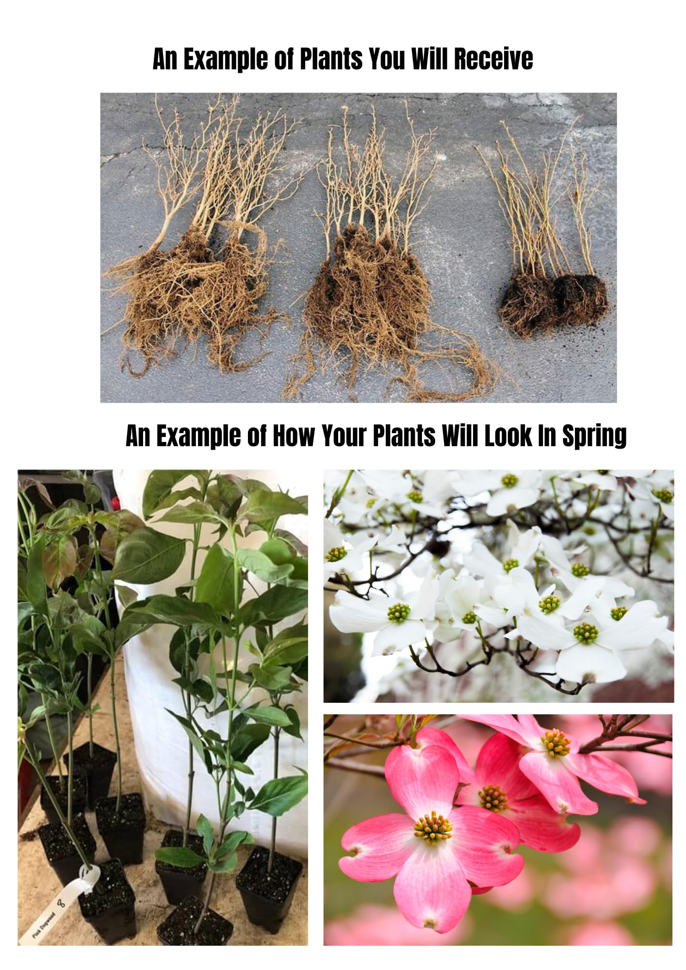 1 Year Old Kousa White Dogwood Trees Shrubs Bushes, 6-12 Inc Tall for Planting Outside, Flowering Dogwood Tree Plant Live for Outdoor Winter Planting