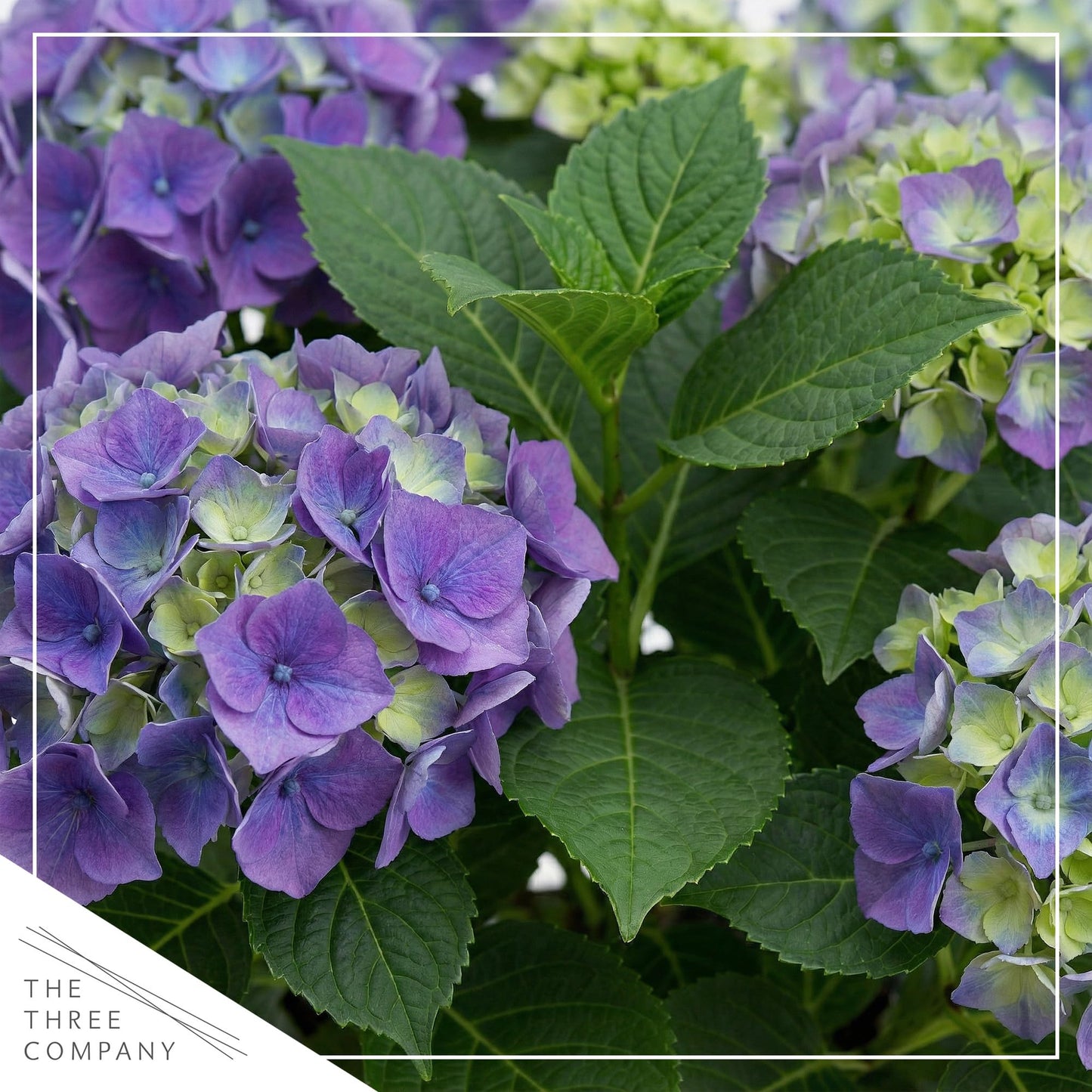 Live Flowering Hydrangea - Shades of Blue, 5+ Beautiful Blooms, 1.5 Qt Pot with Deco Cover, 12" Tall by 8" Wide