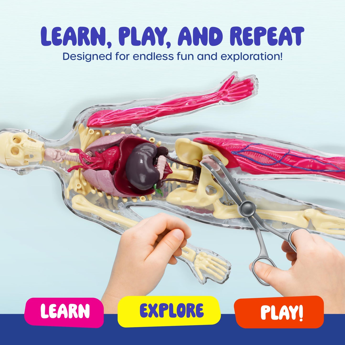 Dan&Darci Human Anatomy Squishy Body Model - Science Kits for Kids Ages 4-8 - STEM Toys for 4 5 6 7 8 Year Old Boy Birthday Gift - Learning Educational Toys for Ages 5-7 Boys Gifts - Skeleton Parts