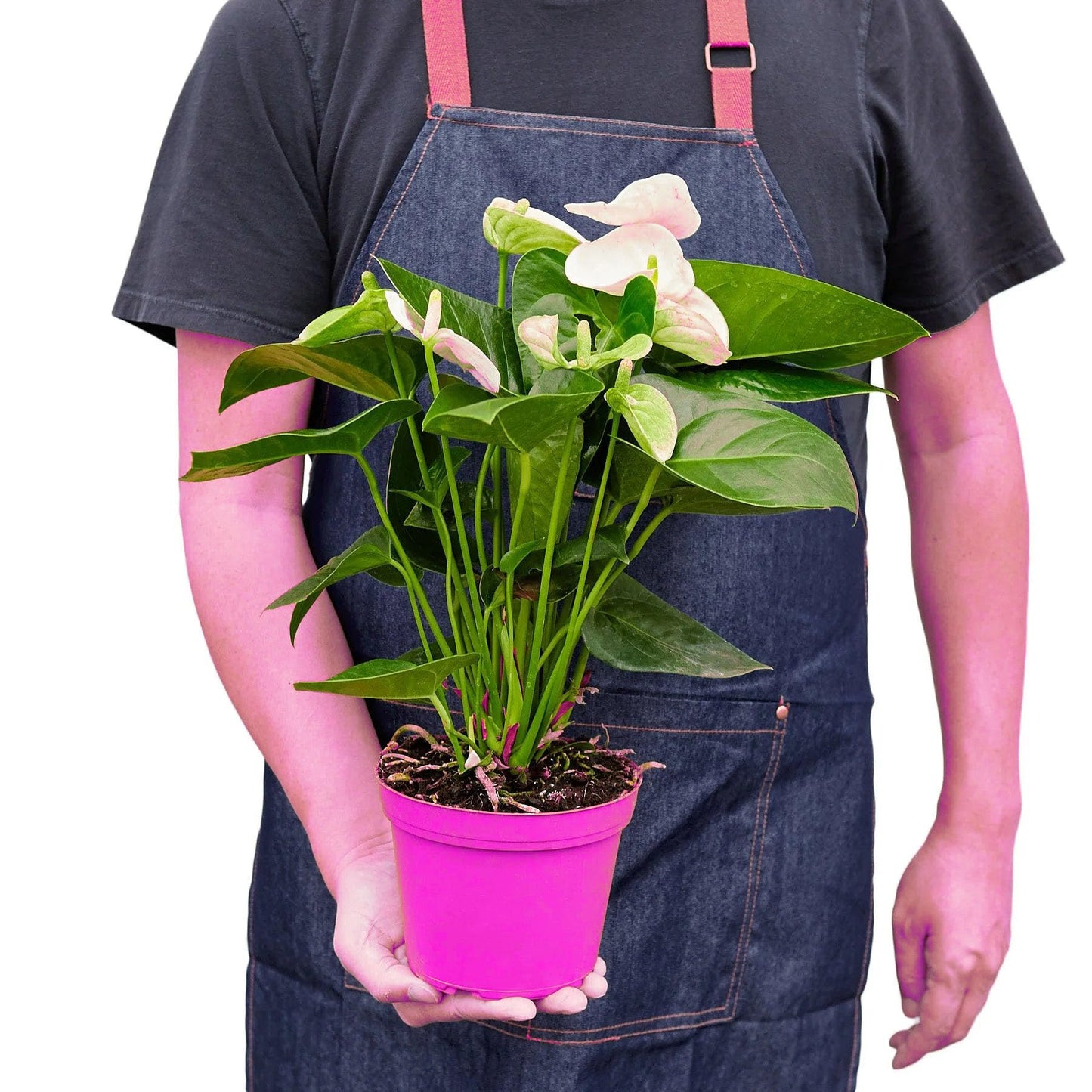 5 Pack Anthurium 'White' in 6in Pot - Live Tropical Houseplant - Easy to Grow | Variegated | USA Growers | The Snobby Leaf
