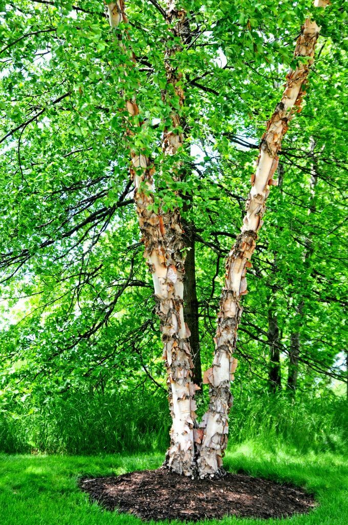 Live Plant - River Birch Tree - 24-36" Tall Live Plant - 2-3 Foot Copper Birch - Betula nigra