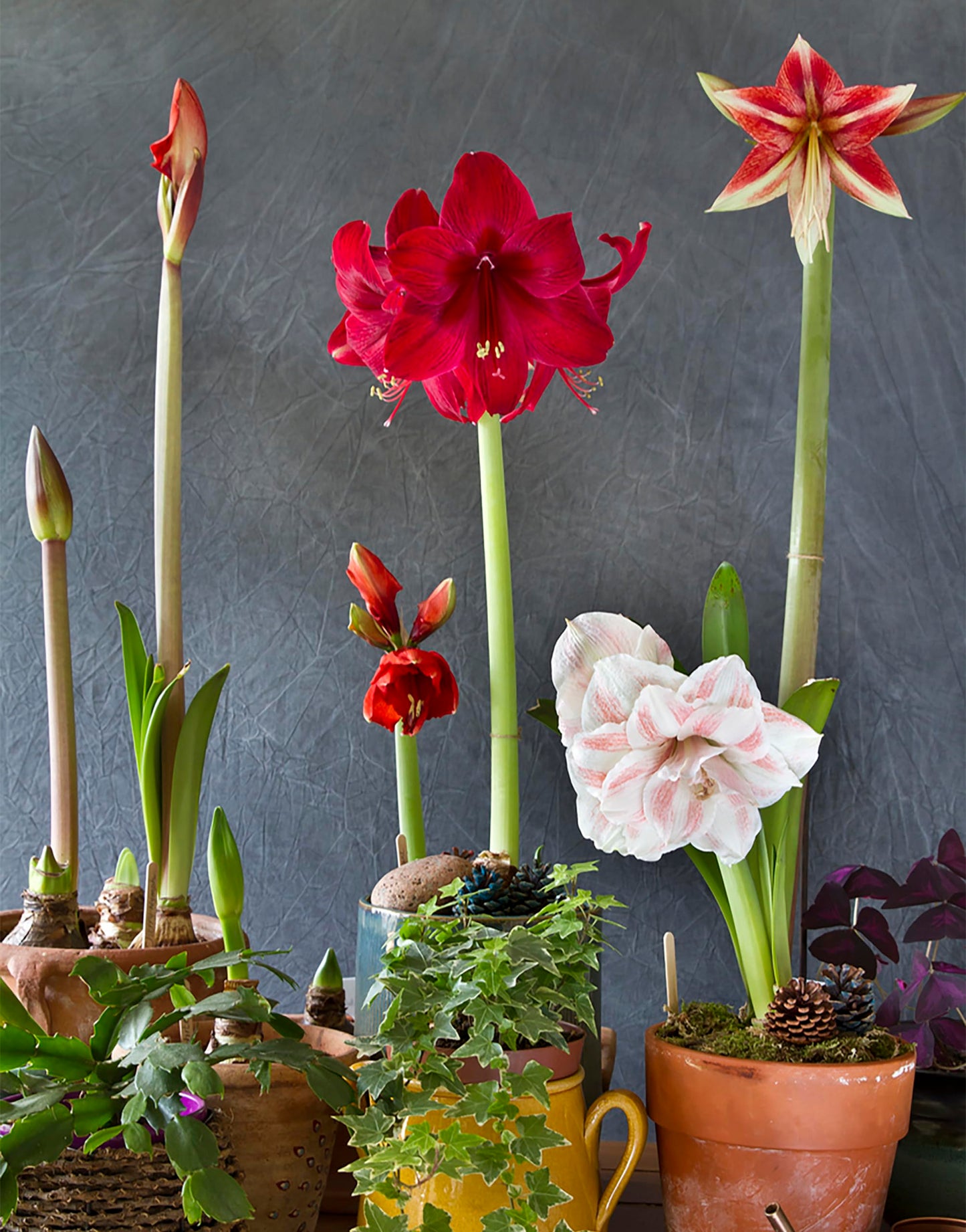 Apple Blossom Amaryllis – 28-30 cm Bare Root Bulb – 2-3 Stalks with Pink and White Flowers – Ideal for Indoor & Outdoor Planting – Easy to Grow Amaryllis Bulb