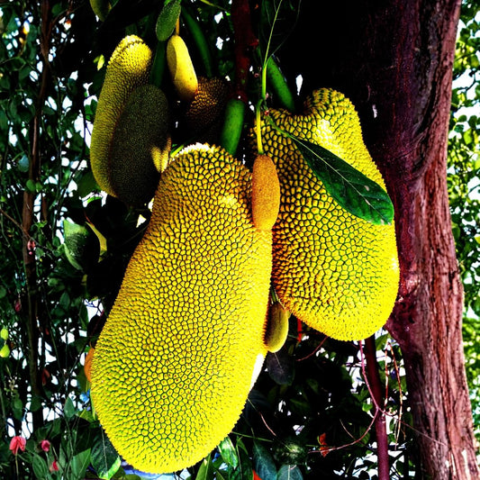 1 Year Old Jackfruit Tree Live Plant in Pot, 8-14" in Tall, Yellow Sweet Jackfruit Tropical Fruit Trees for Outdoor Planting