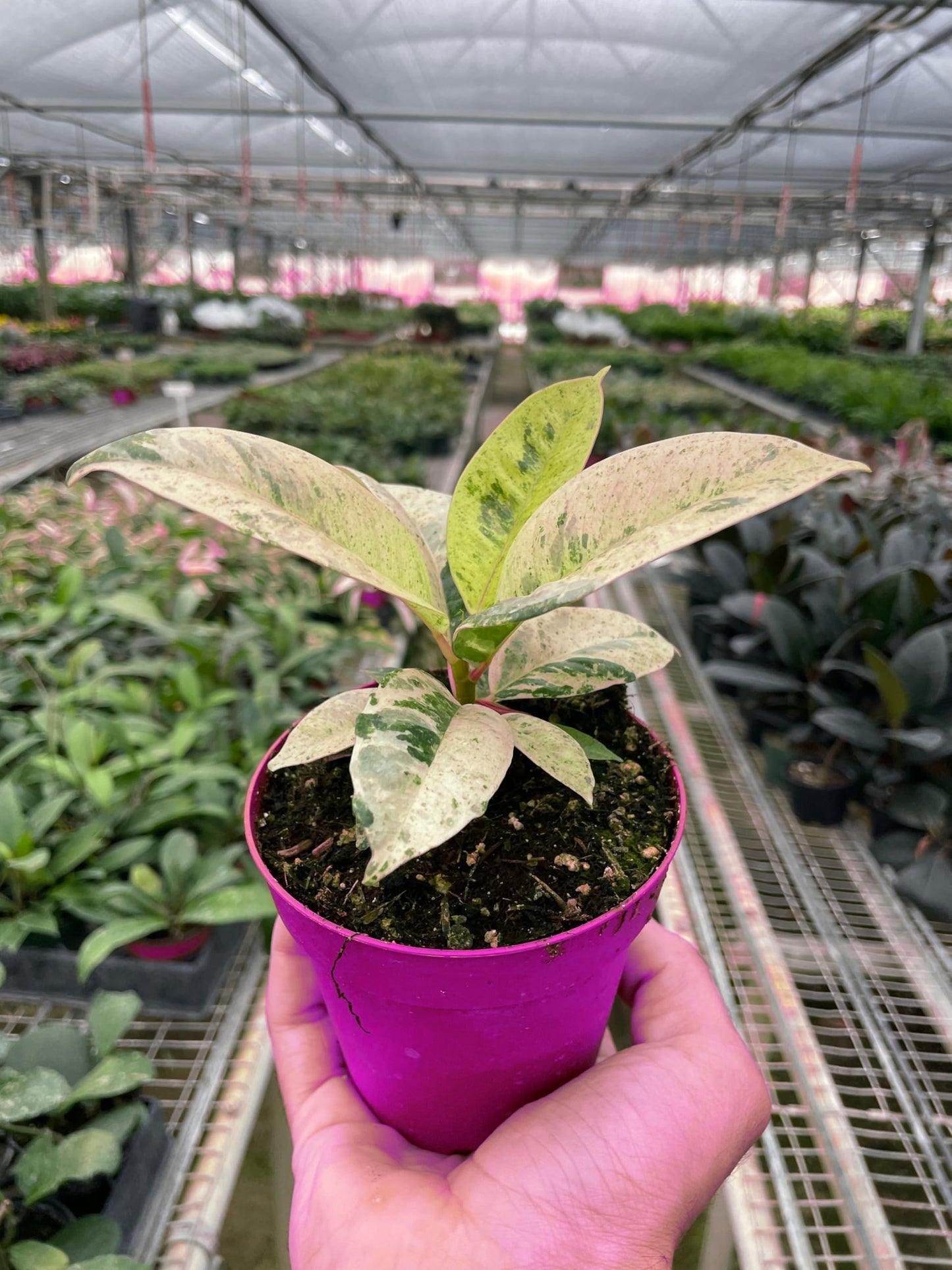 10 Pack Ficus 'shivereana' Moonshine in 4in Pot - Live Rare Plant - Easy to Grow | Variegated | USA Growers | The Snobby Leaf
