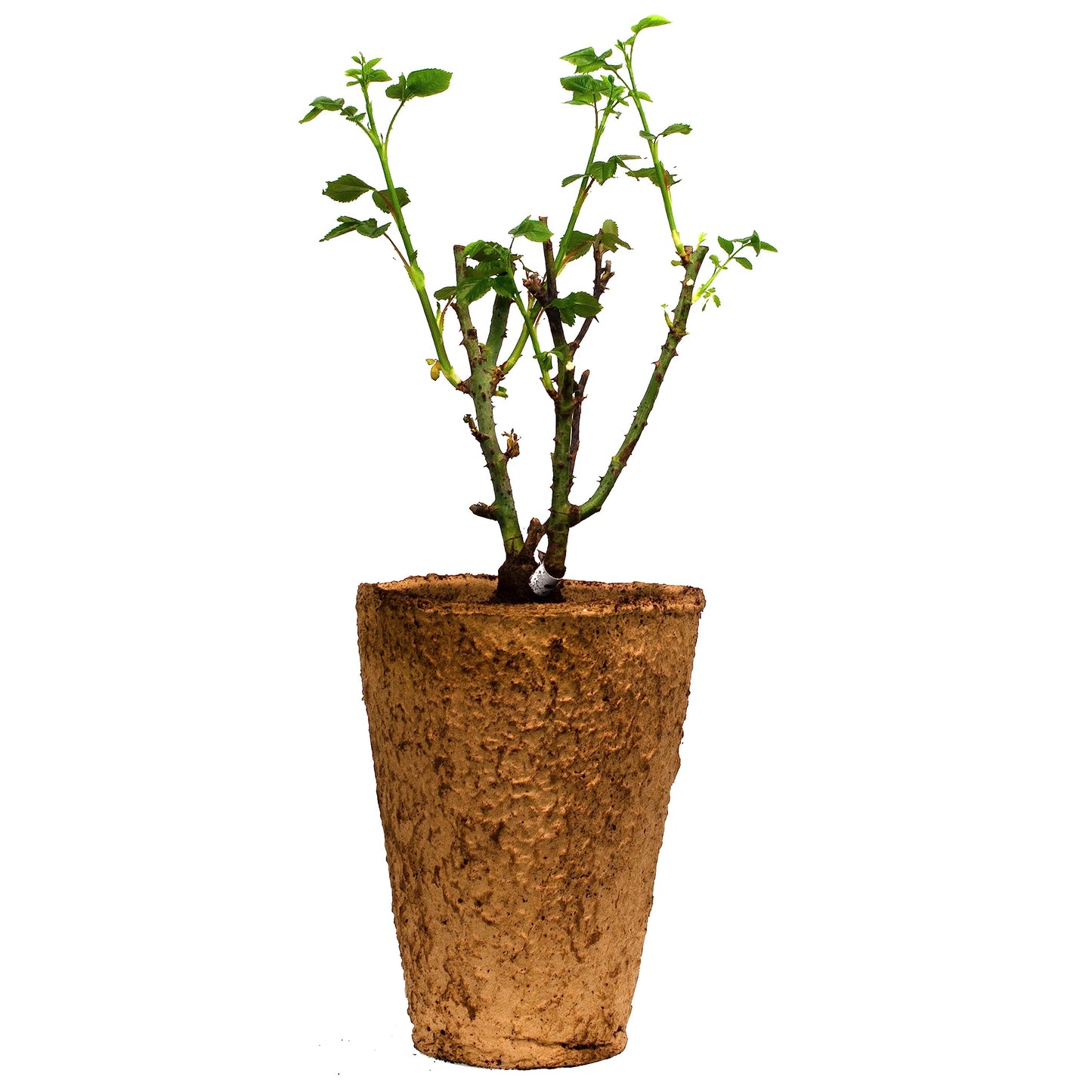 Earth Angel Parfuma Rose, 1.5 Gal Potted, Blush Pink Peony-Shaped Blooms, Own Root, Hardy Zones 5-10, Live Plant, Stargazer Perennials
